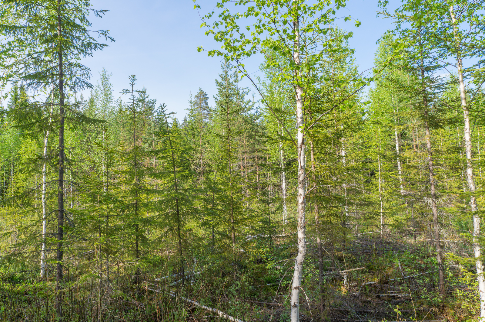 Kesäisessä sekametsässä kasvaa kuusia, koivuja ja mäntyjä.