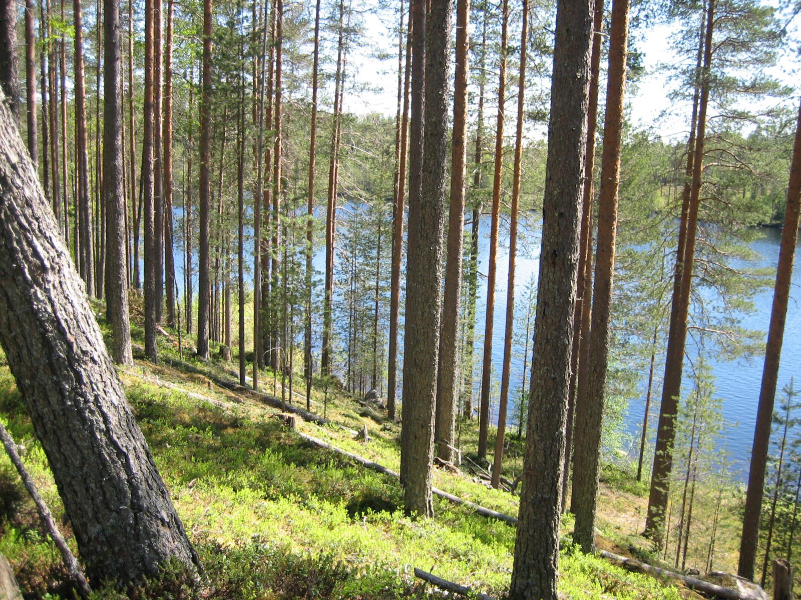 Mäntymetsä kasvaa jyrkähkössä rantaan laskeutuvassa rinteessä. Puiden lomasta avautuu järvimaisema.