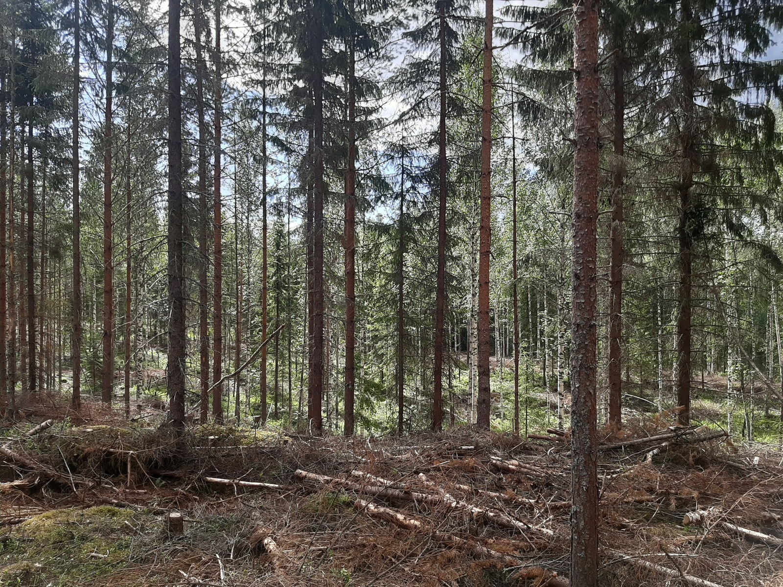 Kesäinen havumetsä kasvaa kumpuilevassa maastossa. Maassa on karsittuja oksia.