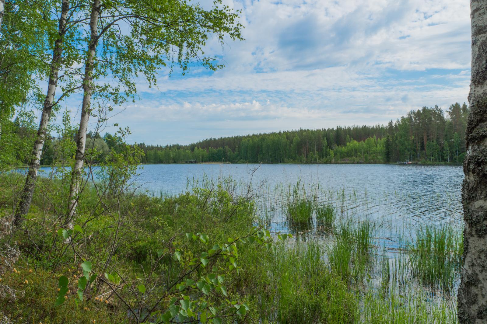 Rantakoivut reunustavat kesäistä järvimaisemaa. Etualalla rantavedessä on vesikasveja.