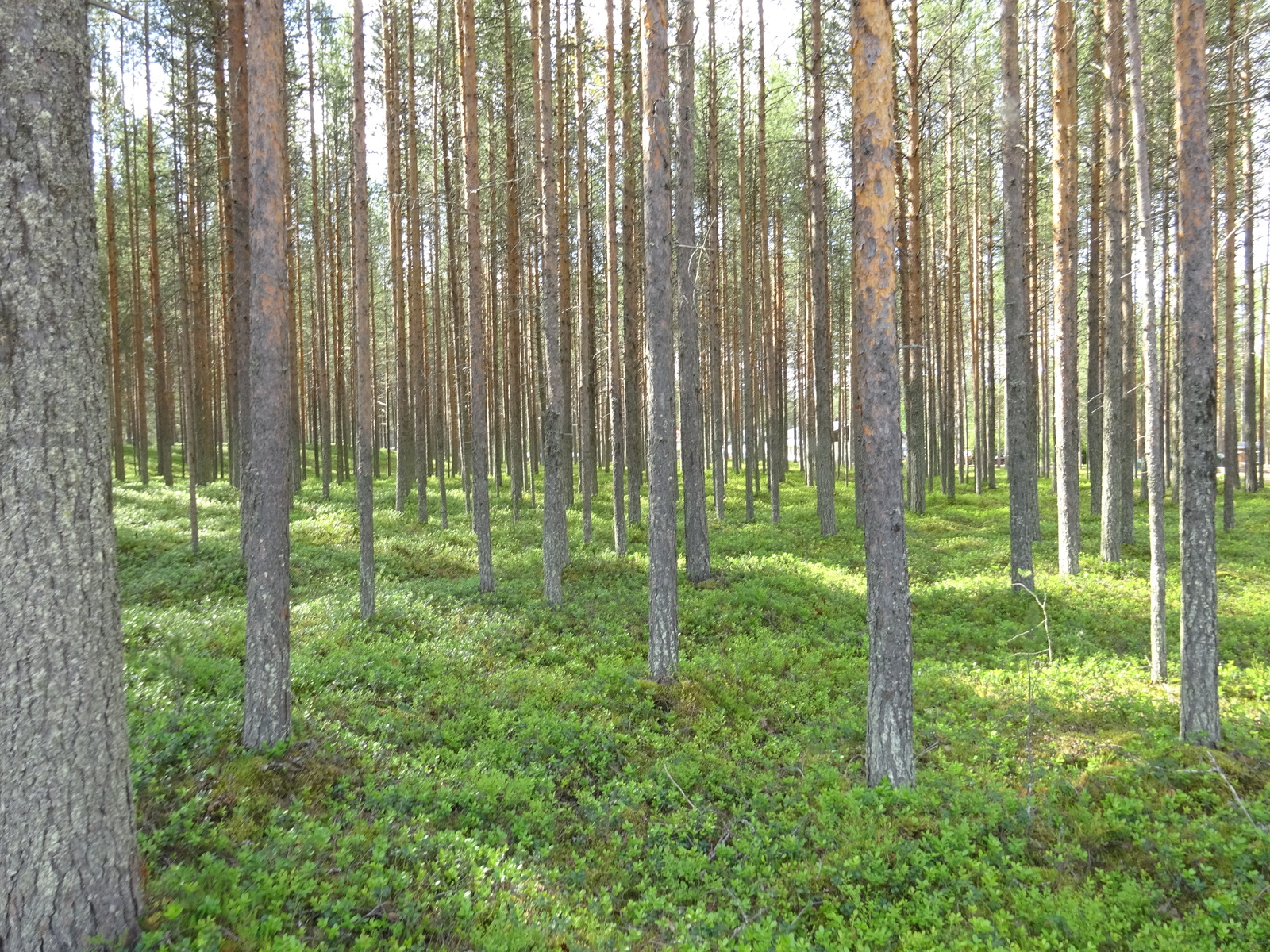 Aurinko paistaa kesäiselle mäntykankaalle.