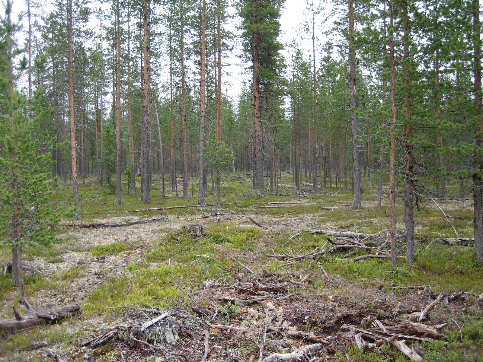 Karsittuja puita avaran kangasmetsän edustalla.