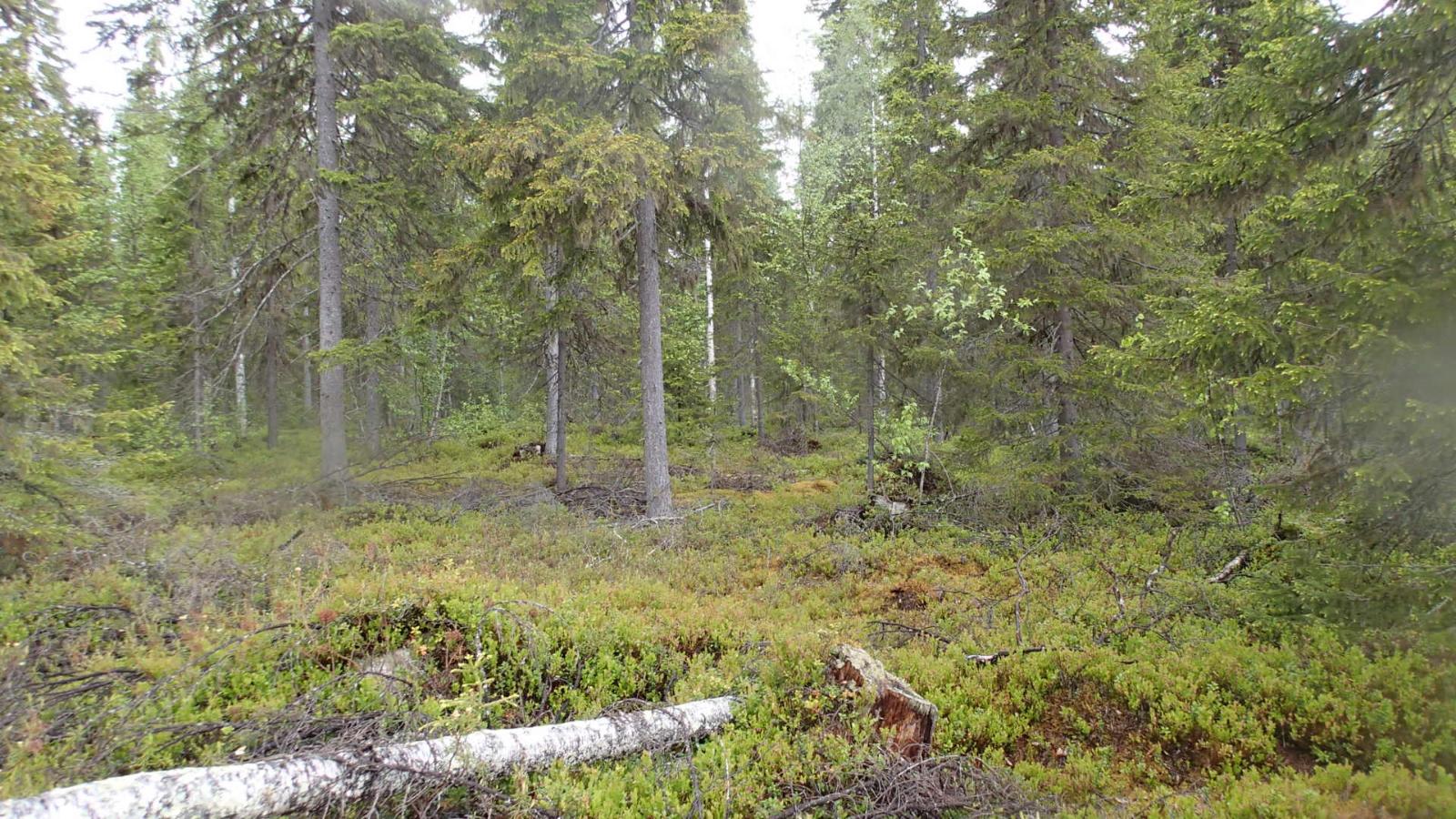 Kuusivaltaisessa metsässä kasvaa myös koivuja. Maassa on kaatunut koivu.