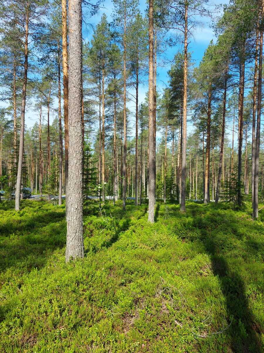 Kangasmetsää