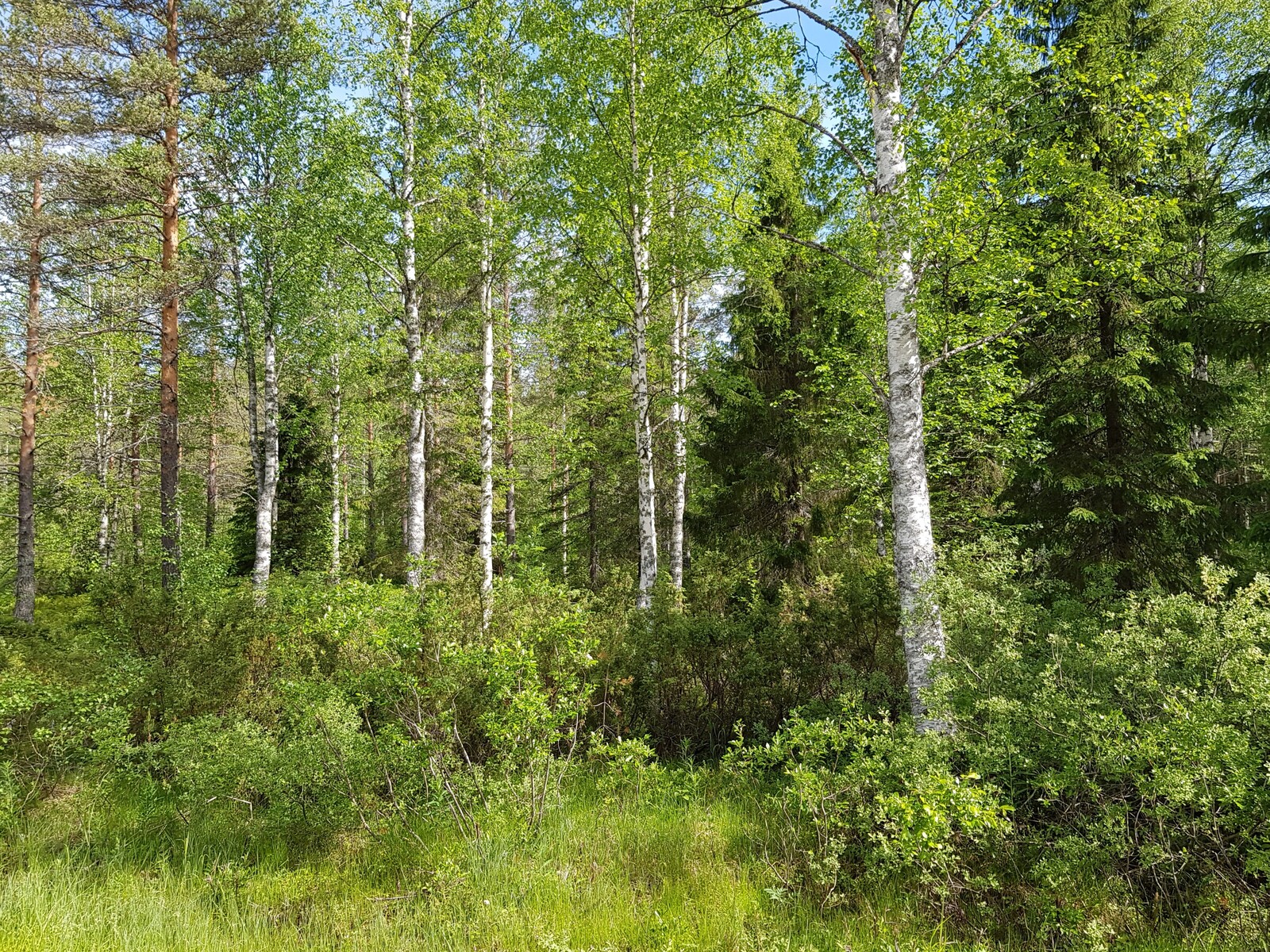 Vehreässä sekametsässä kasvaa mm. koivuja, pajuja, katajia, kuusia ja mäntyjä.