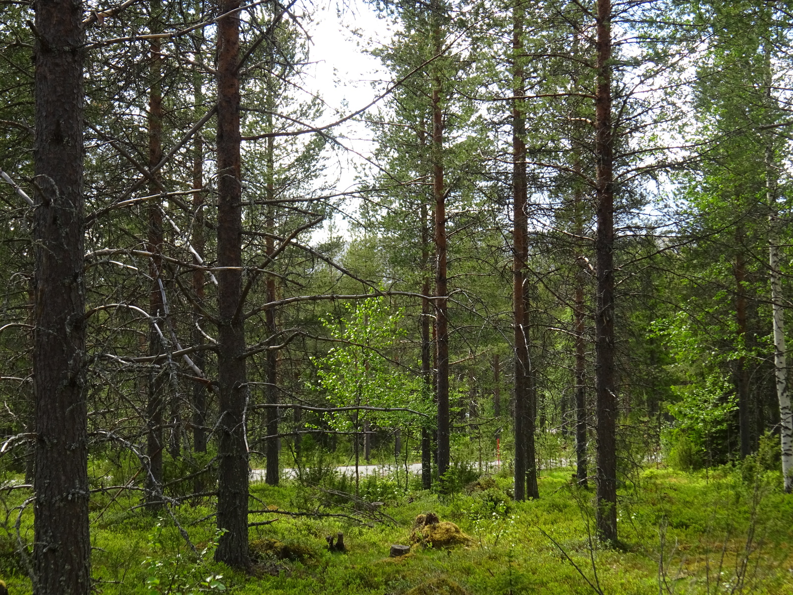 Kesäisessä sekametsässä kasvaa havupuita ja koivun taimia. Puiden välistä pilkottaa tie.