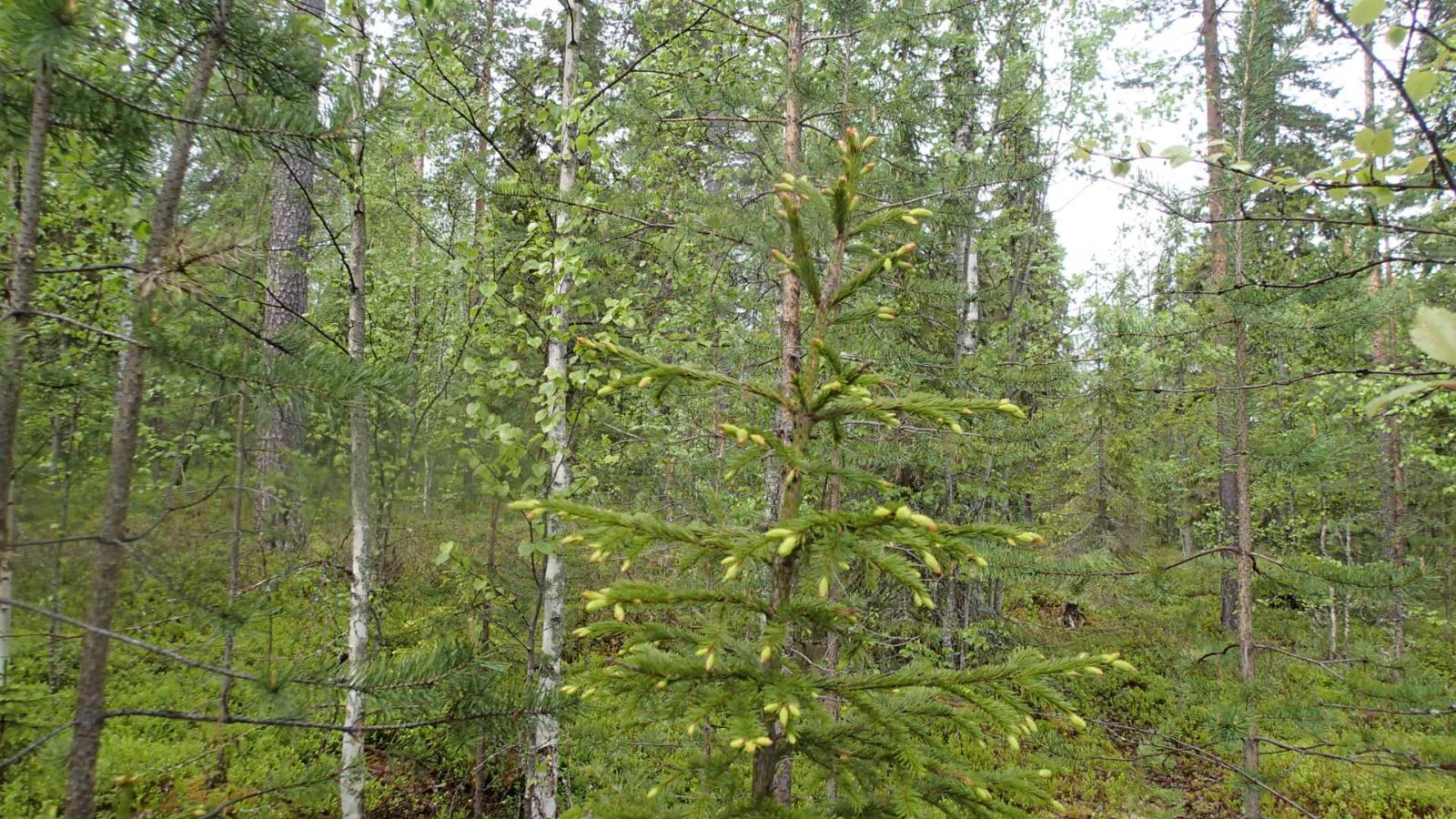 Kesäisessä sekametsässä kasvaa koivuja, kuusia ja mäntyjä.