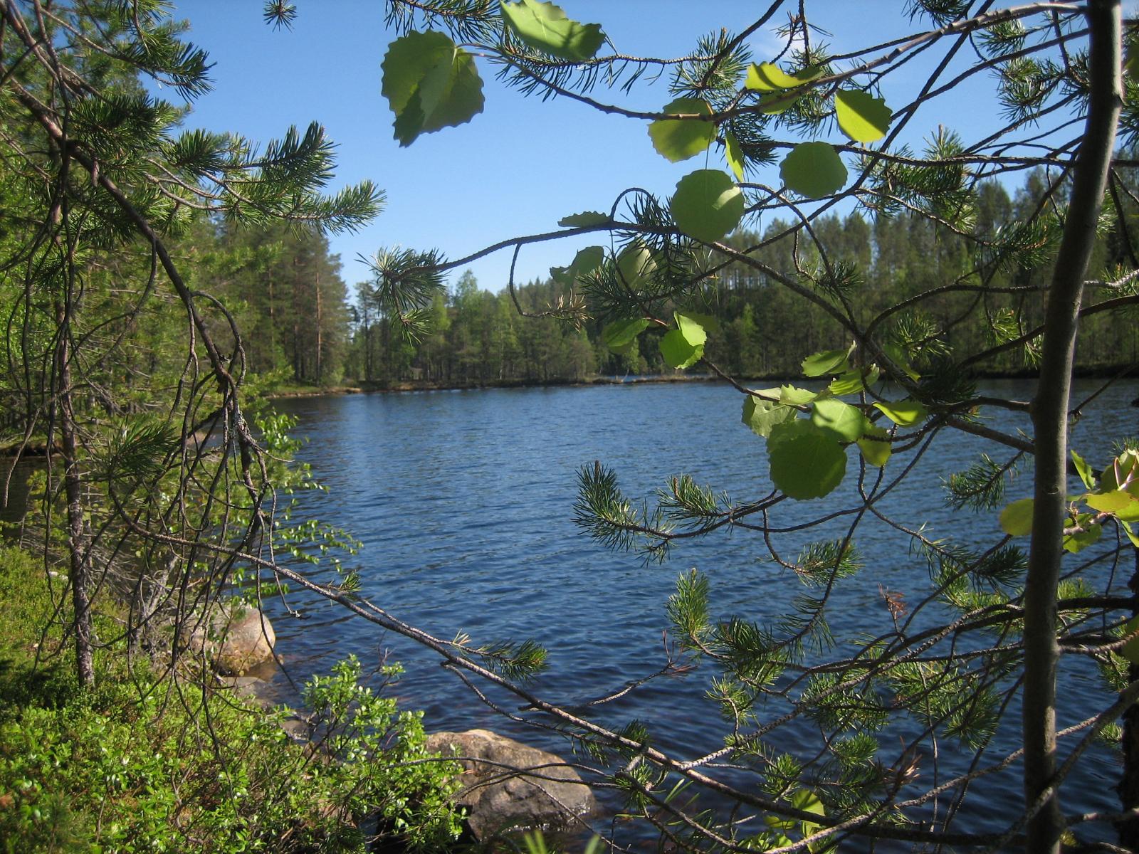 Haavan ja männyn oksat reunustavat kesäistä järvimaisemaa. Rantavedessä on kiviä.