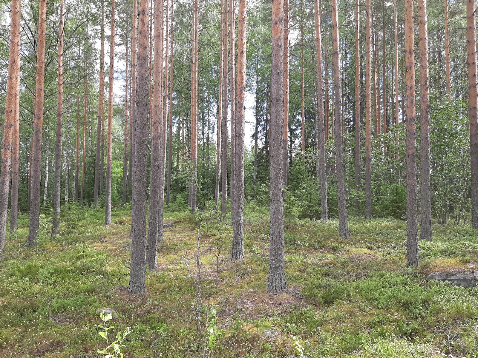 Mäntyvaltaisessa metsässä kasvaa myös nuoria kuusia ja lehtipuita.