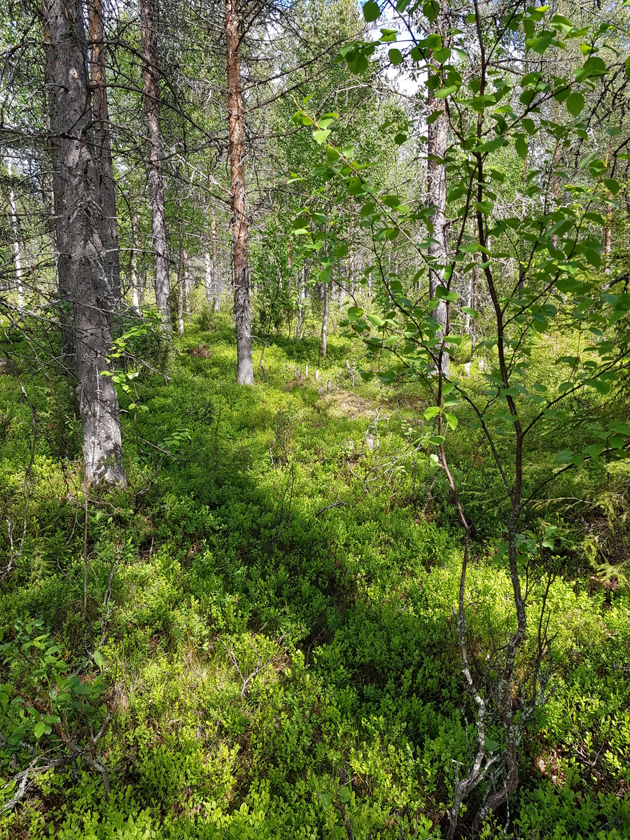 Aurinko paistaa sekametsään, jossa kasvaa koivuja, kuusia ja mäntyjä.