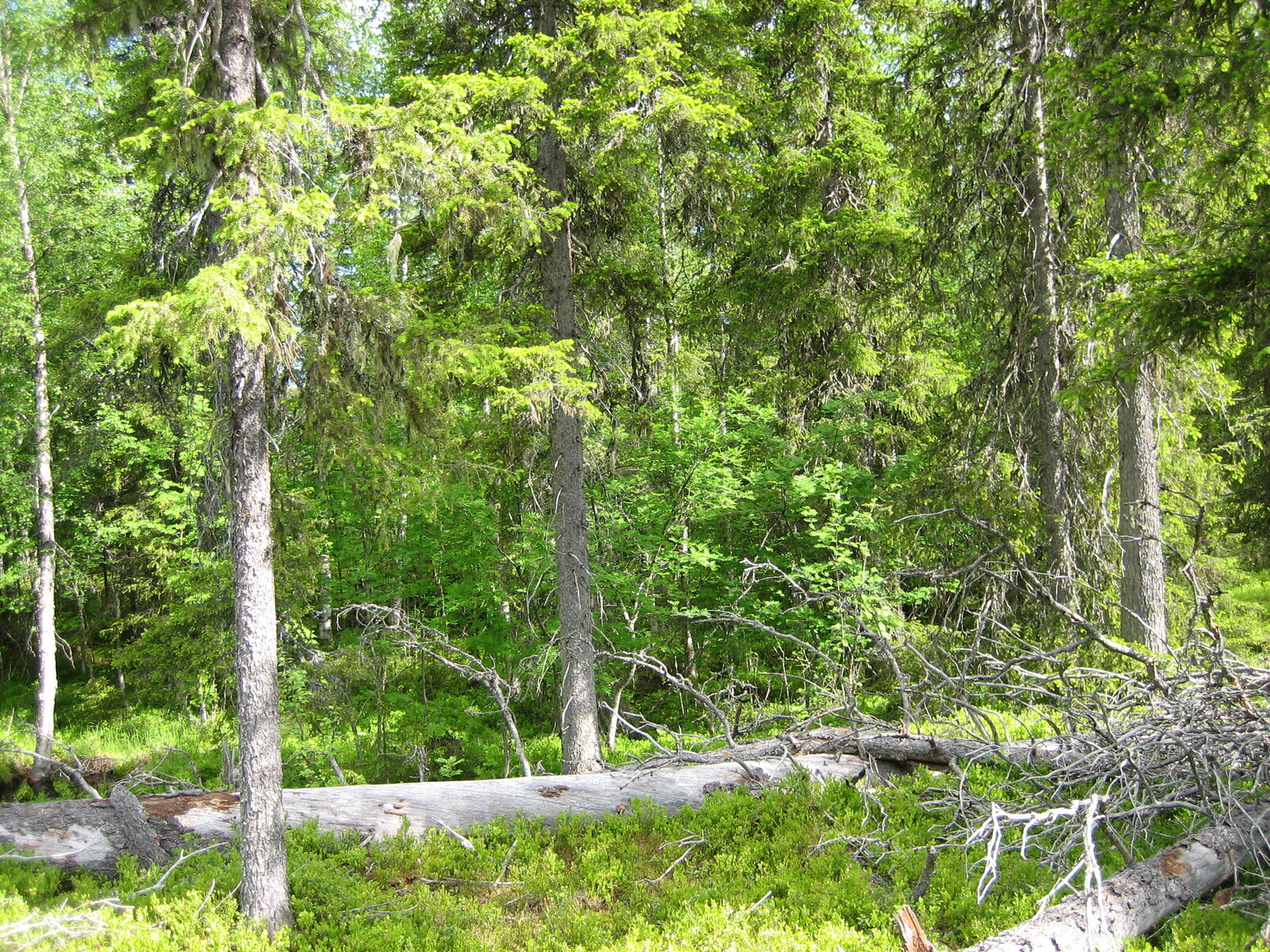 Runsaskasvuisessa sekametsässä on maassa vanha kaatunut kelo, jonka päällä on toinen kaatunut puu.