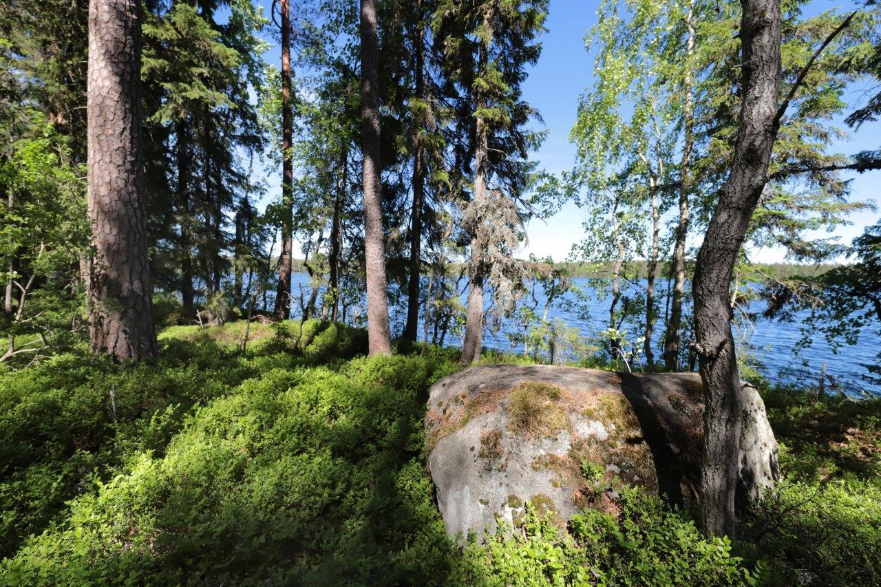 Aurinko paistaa järven rannalla kasvavaan sekametsään. Etualalla on kivilohkare ja takana järvi.