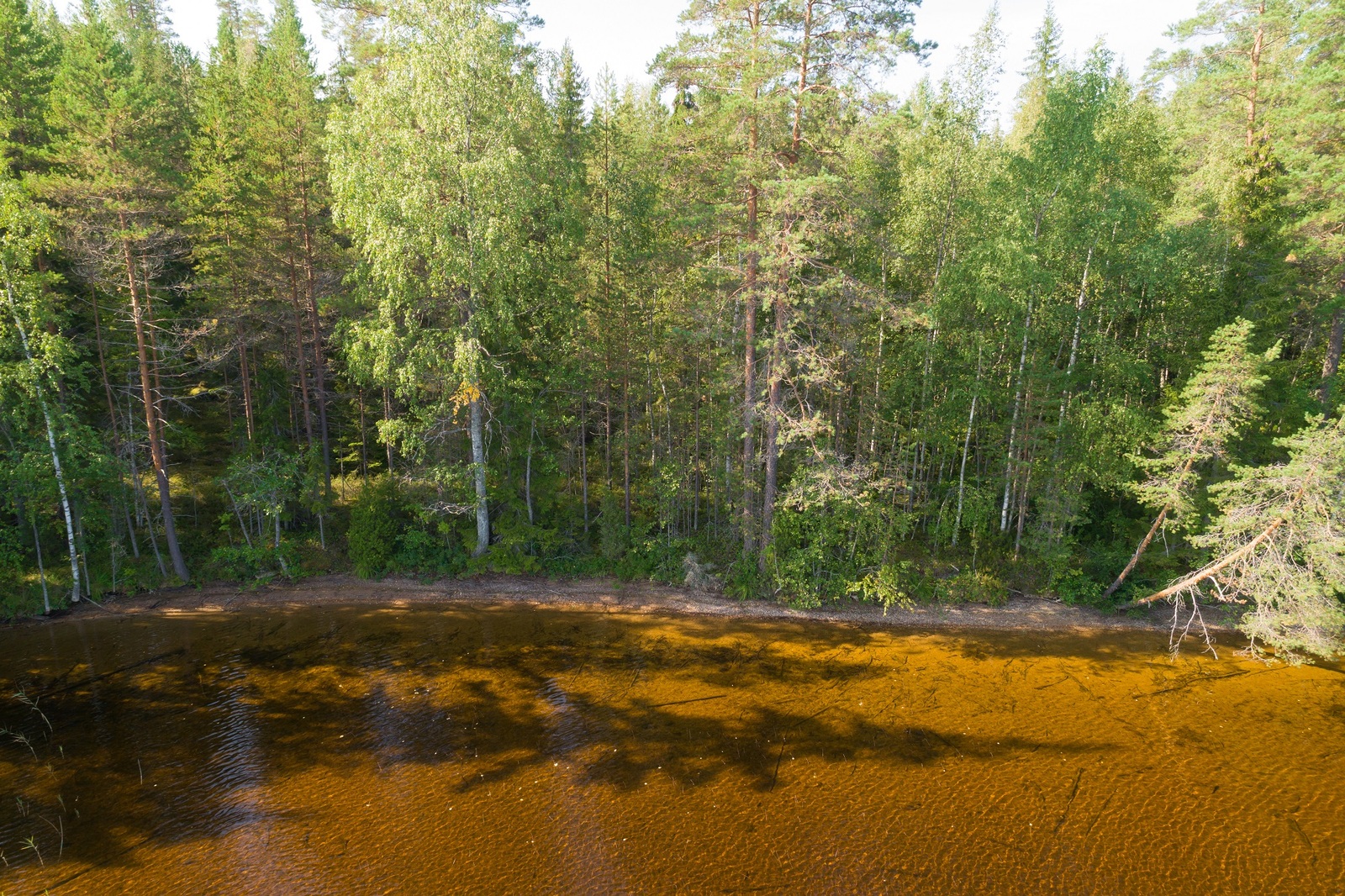 Kesäinen metsä reunustaa järven hiekkarantaa. Kuusten varjot piirtyvät veteen. Ilmakuva.