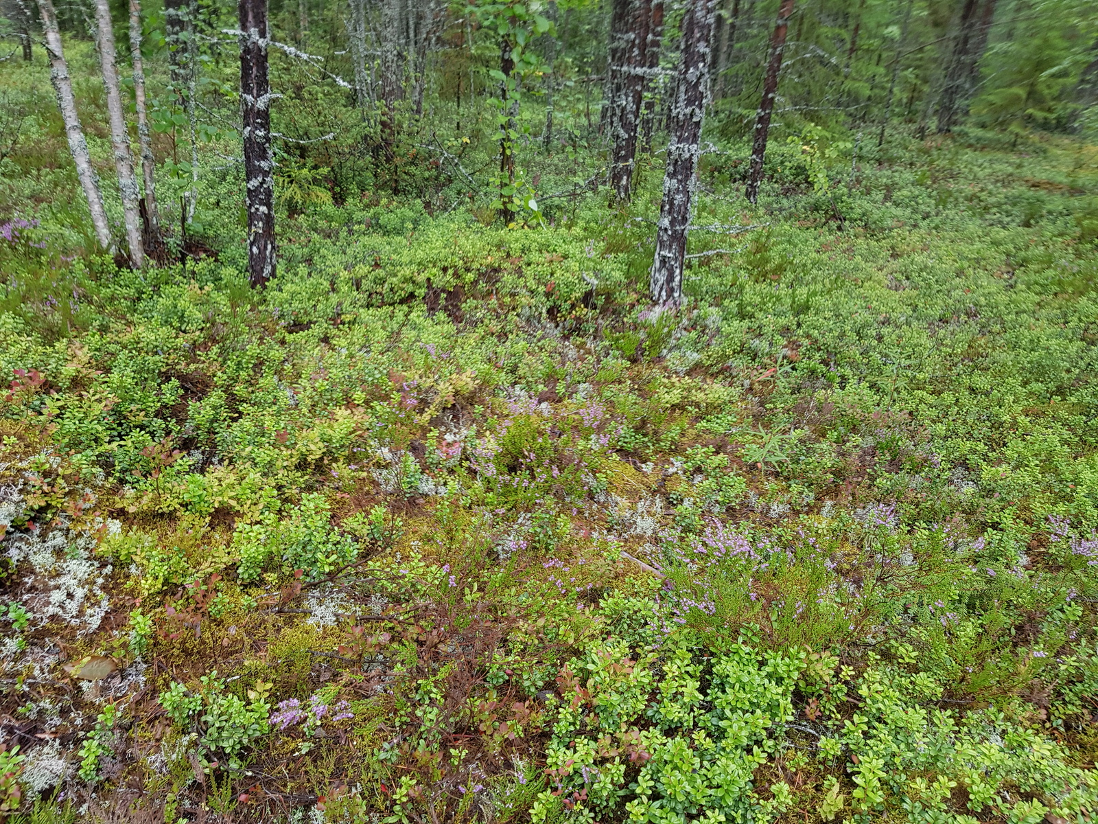 Mäntyjen vieressä kenttäkerroksessa kasvaa kanervaa, puolukanvarpuja, jäkälää ja sammalia.