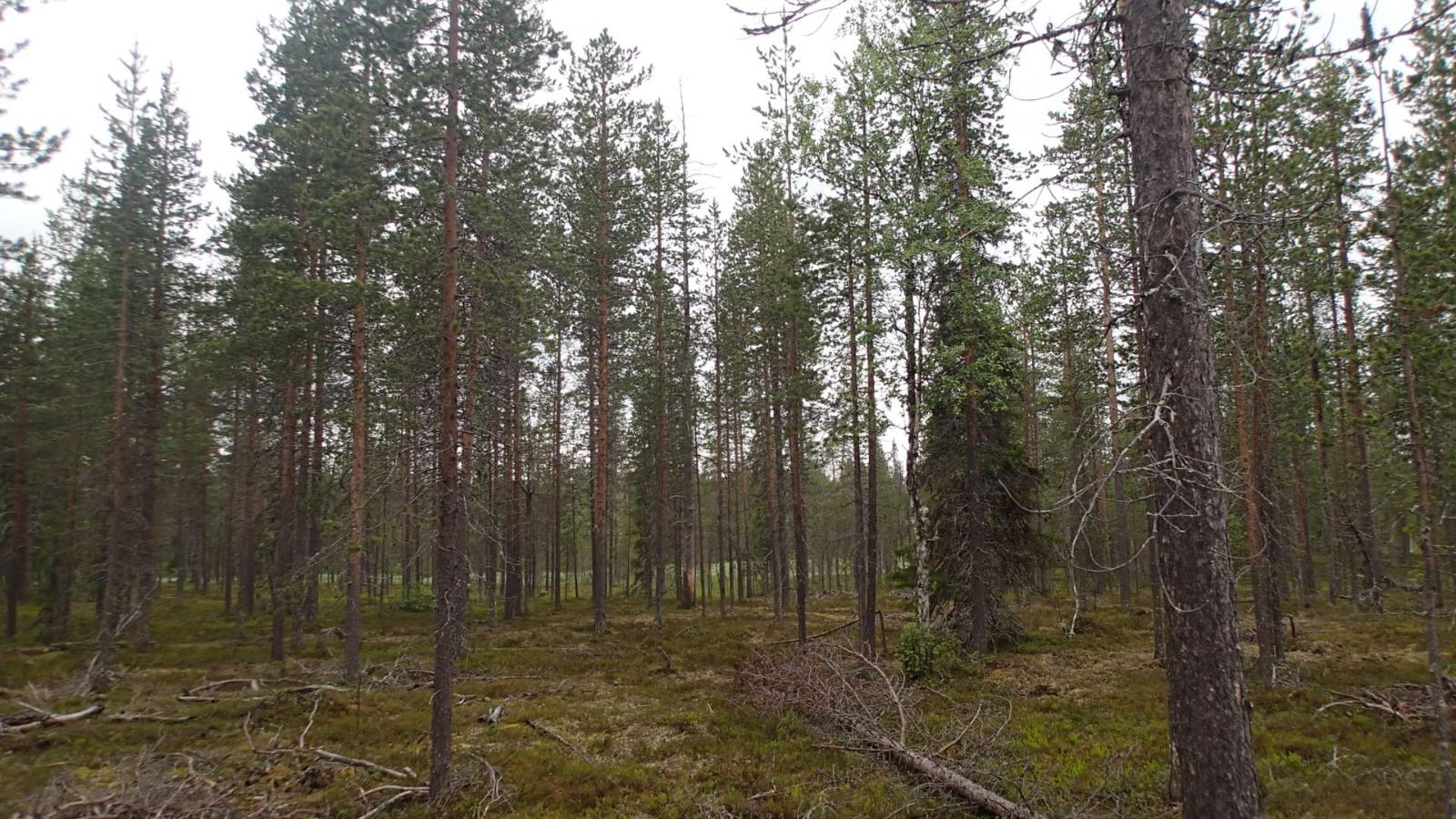 Kaatuneita puita ja karsittuja oksia kangasmetsässä.