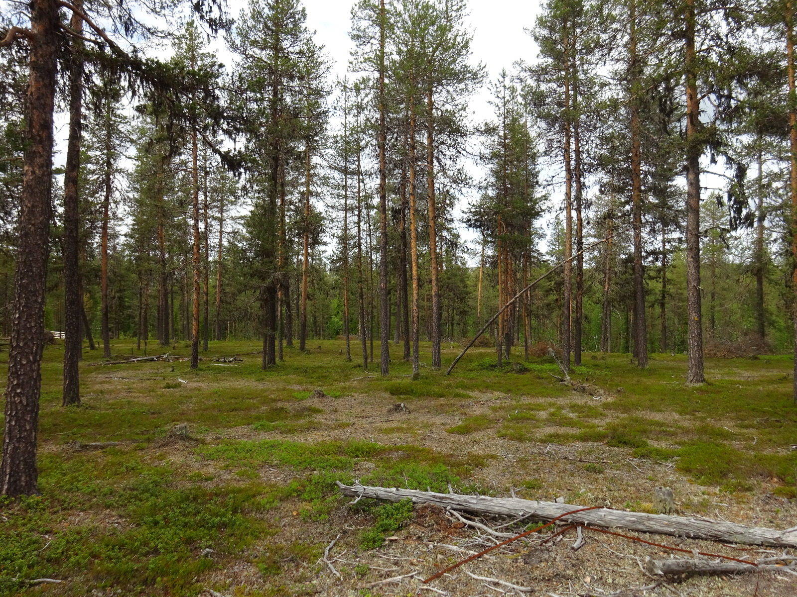 Hiekkapohjaisella mäntykankaalla on kaatuneita puita.