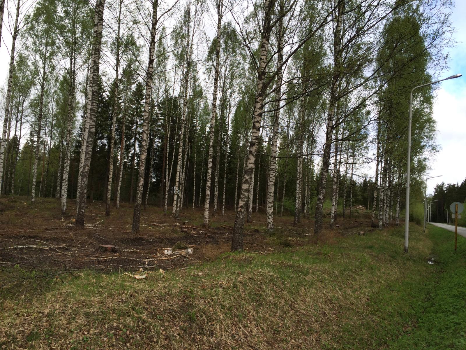 Koivikossa on karsittuja puita ja etualalla puuton alue. Vasemmalla kulkee tie.