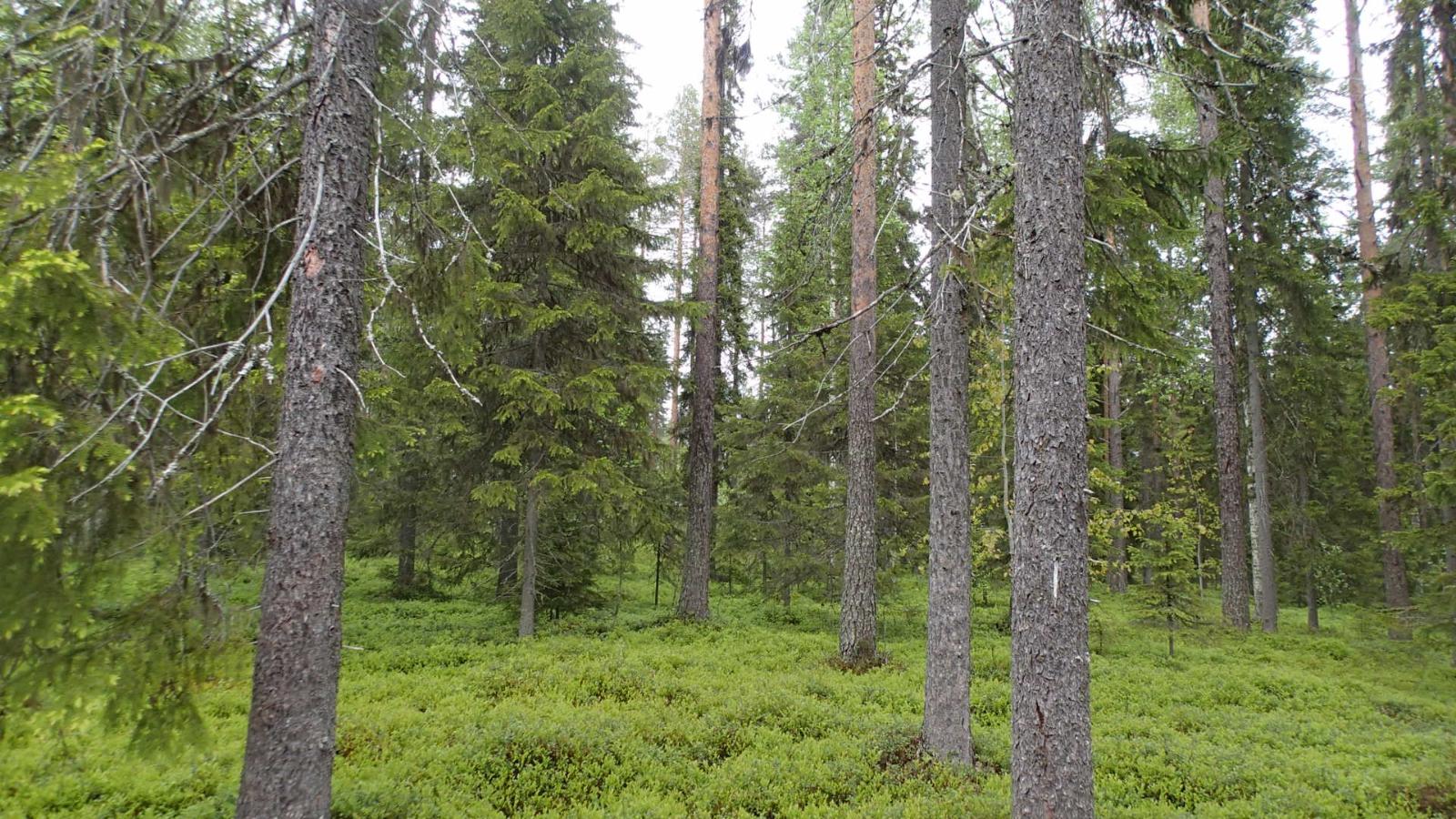 Kesäisessä sekametsässä kasvaa koivuja, kuusia ja mäntyjä.