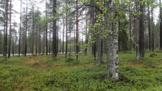 Kesäisellä mäntykankaalla kasvaa myös koivuja. Taka-alalla kulkee tie.