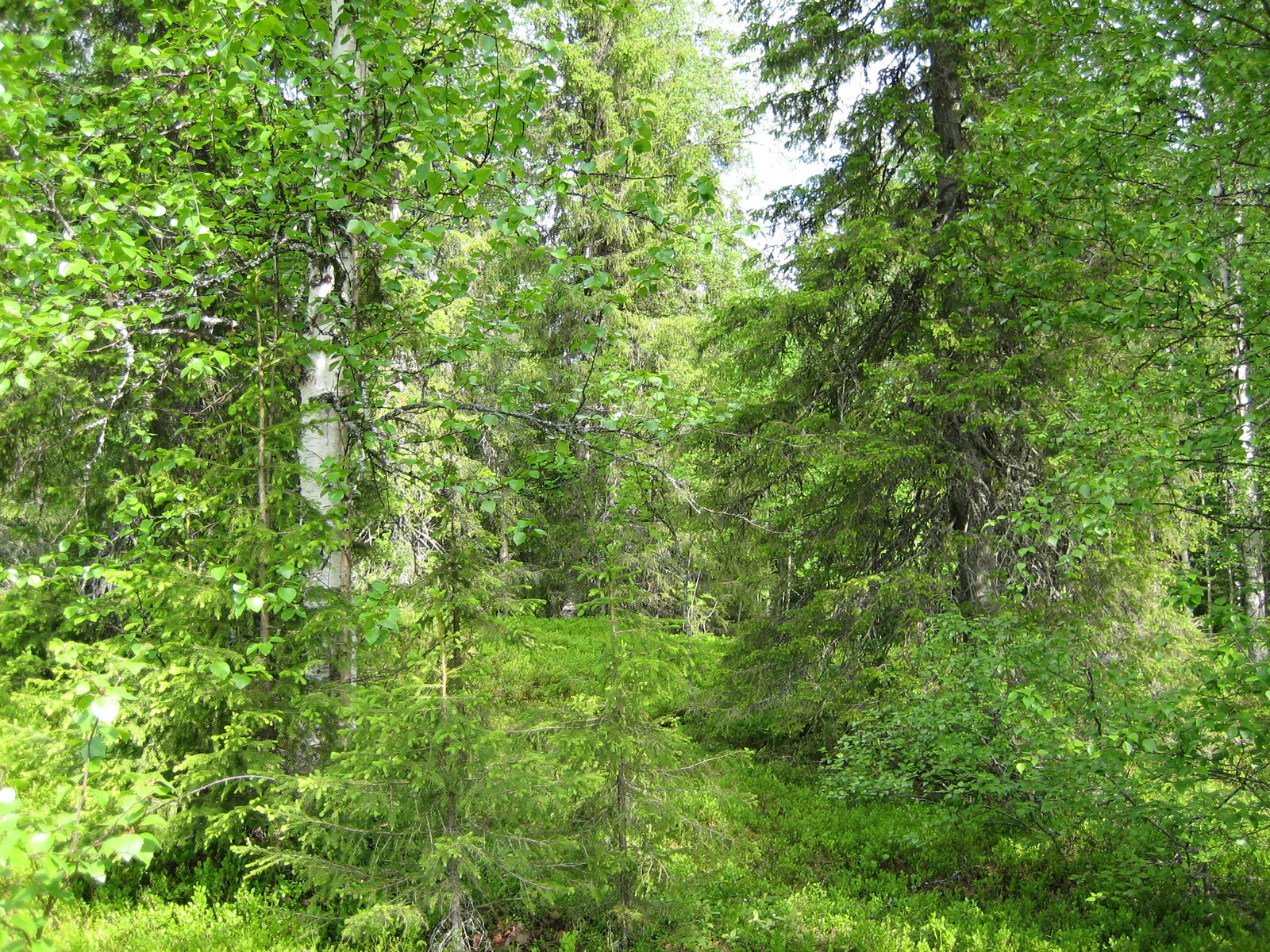 Vehreässä sekametsässä kasvaa kuusia ja koivuja.