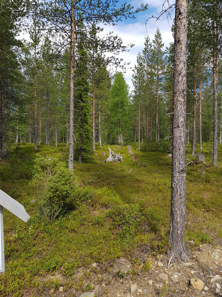 Tien varrelta alkavalla tontilla kasvaa sekametsää. Kesäisen metsän keskellä on muutama kanto.