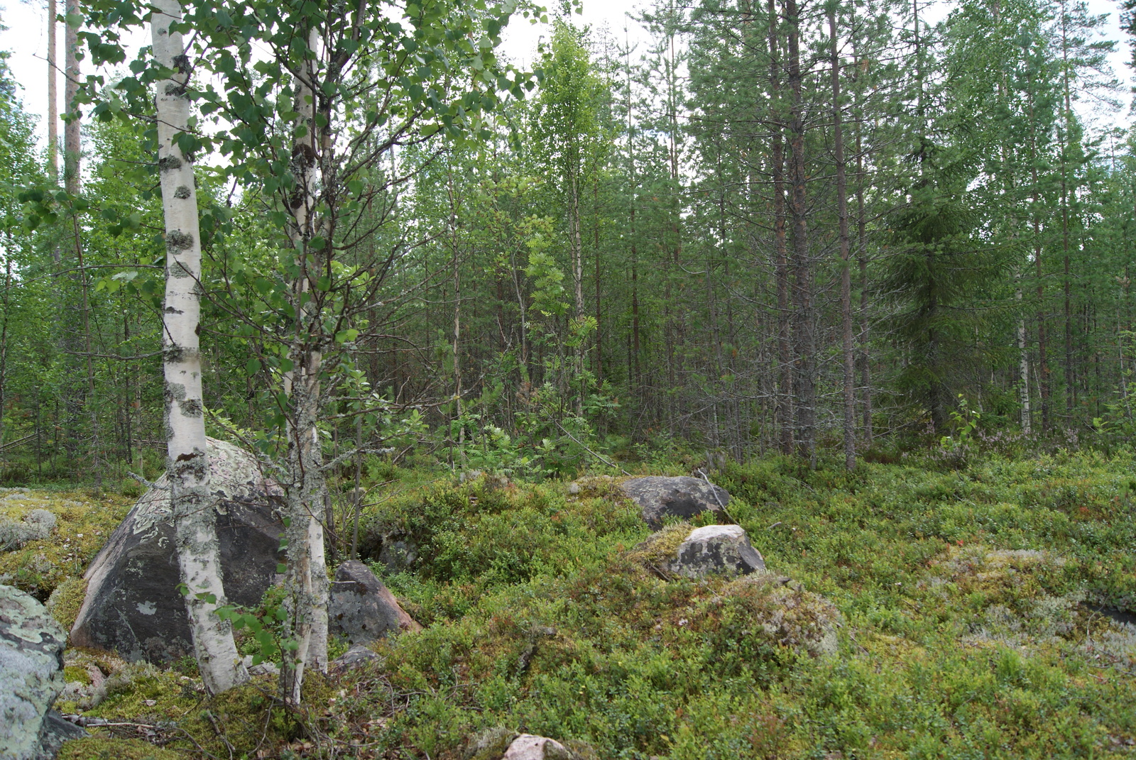 Tiheäkasvuisen sekametsän edustalla on suuria kiviä ja etualalla kaksi koivua.