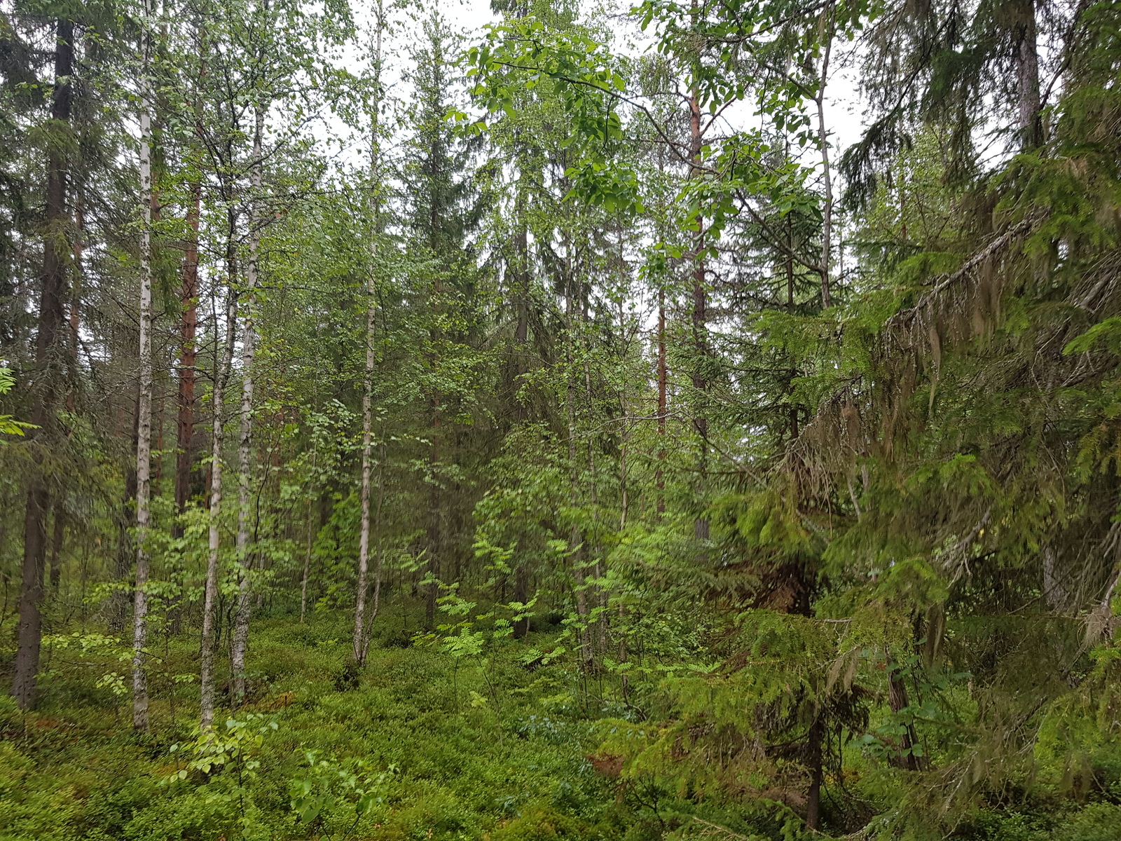 Havupuuvaltaisessa metsässä kasvaa myös nuoria lehtipuita.