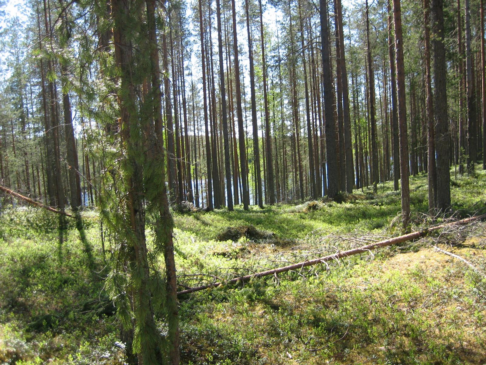 Aurinko paistaa mäntyvaltaiseen metsään. Maassa on kaatuneita puita ja taustalla häämöttää järvi.