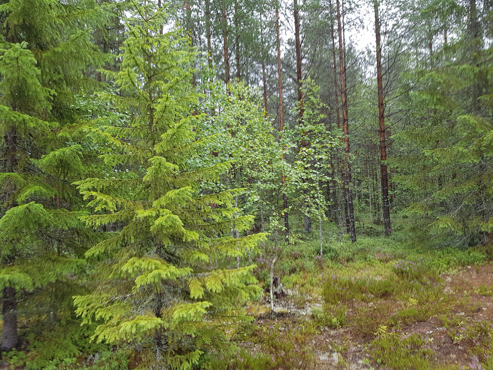 Vehreässä metsässä kasvaa kuusia, mäntyjä ja koivuja.