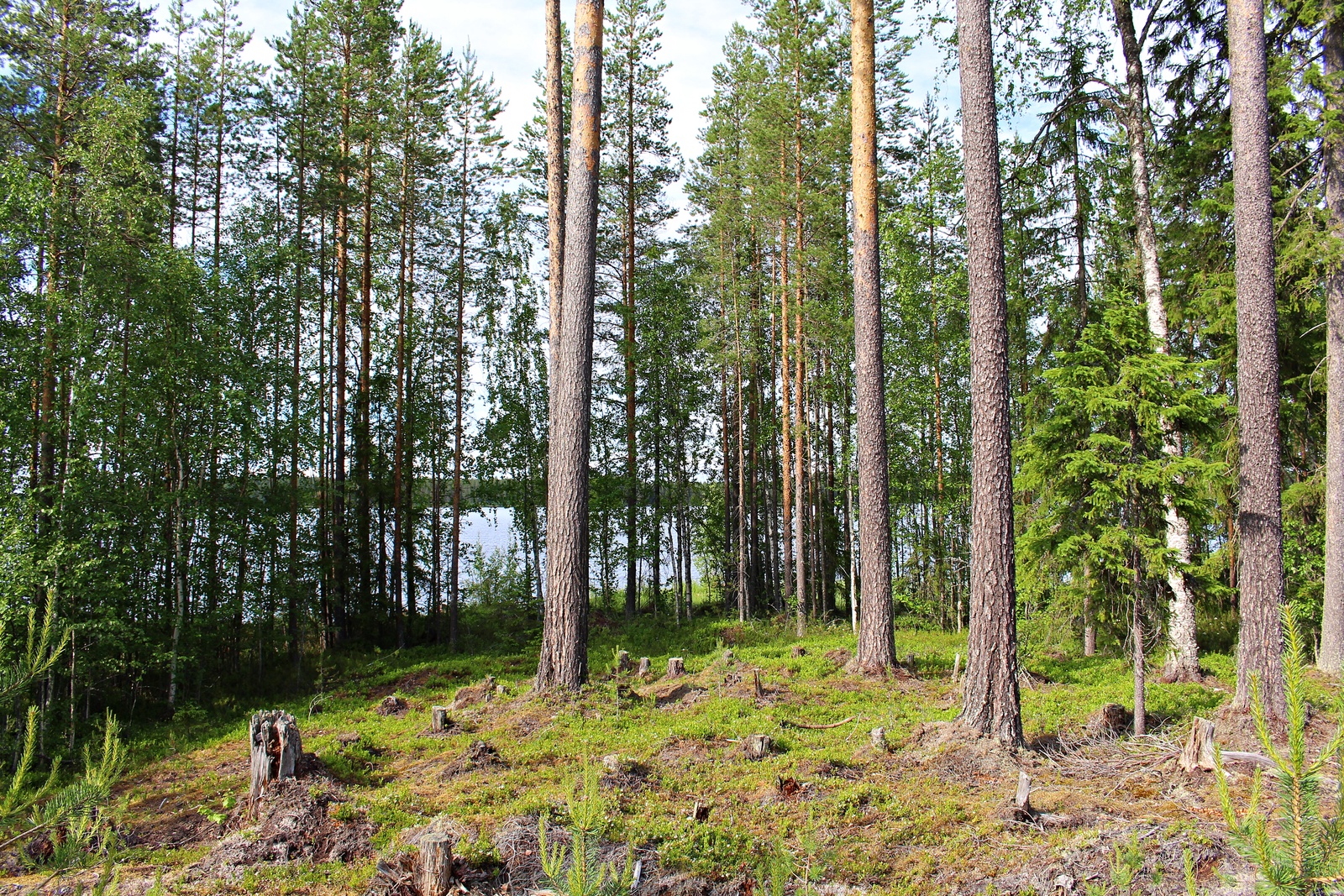 Rannan tuntumassa kasvavan kesäisen sekametsän takana häämöttää järvimaisema.