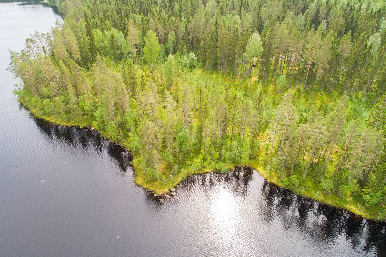 Kesäinen sekametsä reunustaa järveä mutkittelevassa rantaviivassa. Ilmakuva.