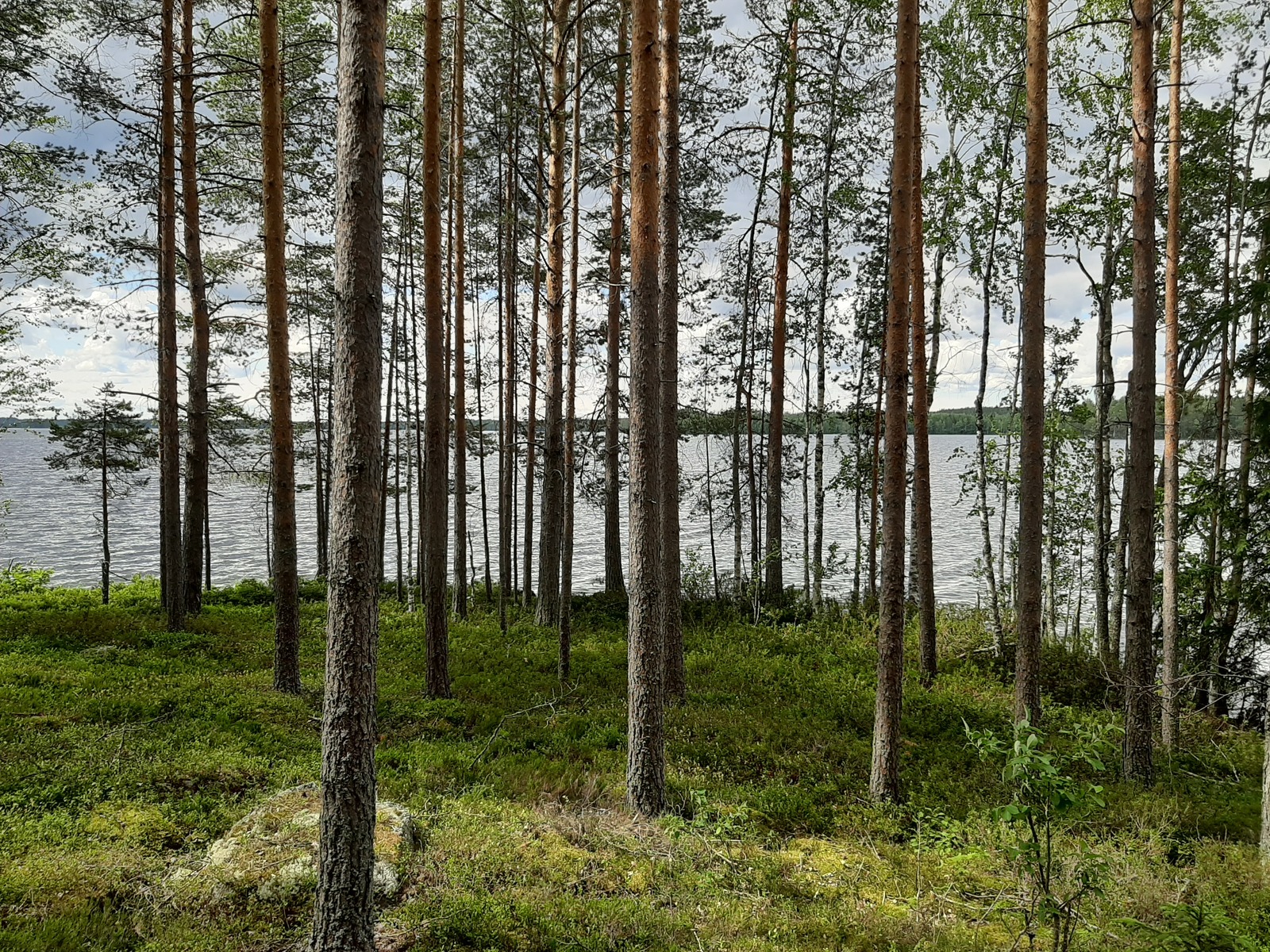 Rannan tuntumassa väljästi kasvavien koivujen ja mäntyjen takana avautuu kesäinen järvimaisema.