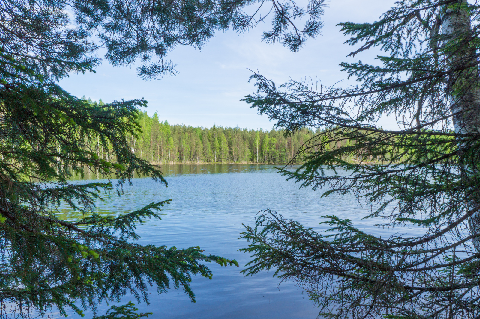 Kuusen ja männyn oksat reunustavat kesäistä järvimaisemaa.