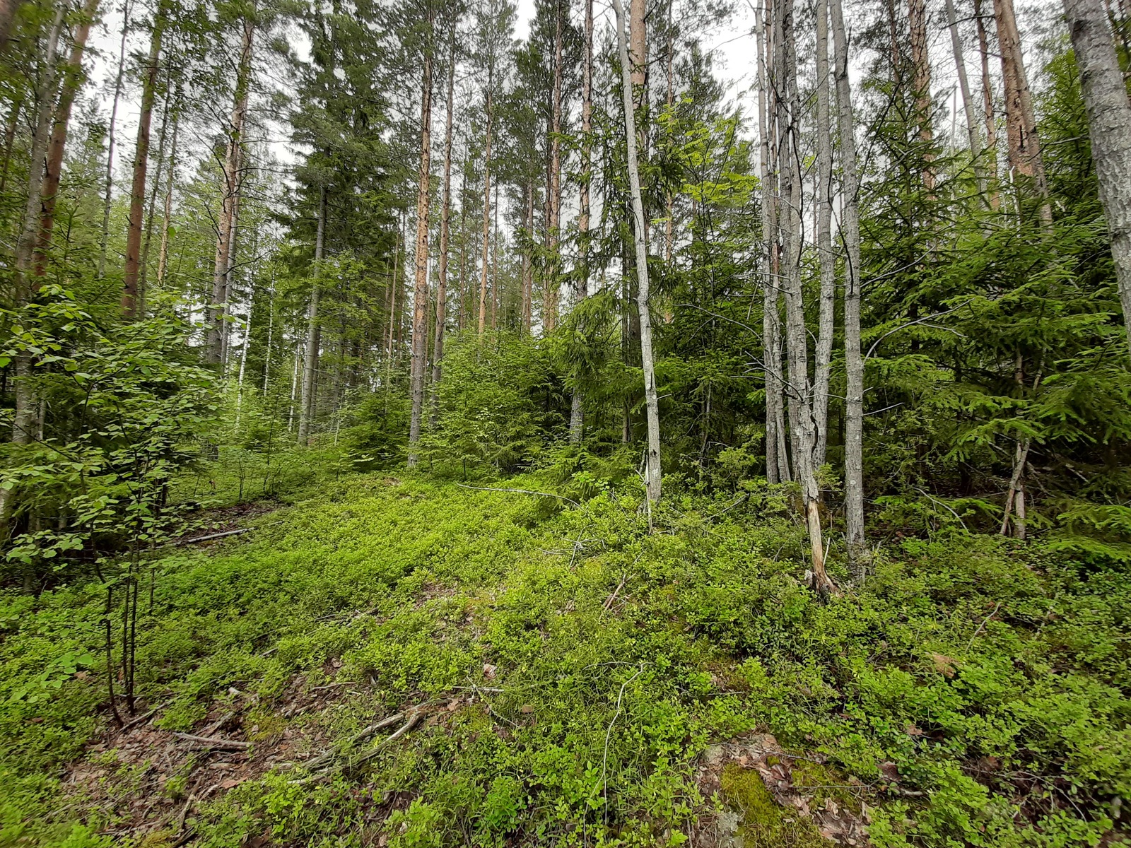 Kesäinen sekametsä kasvaa loivasti laskeutuvassa rinteessä.