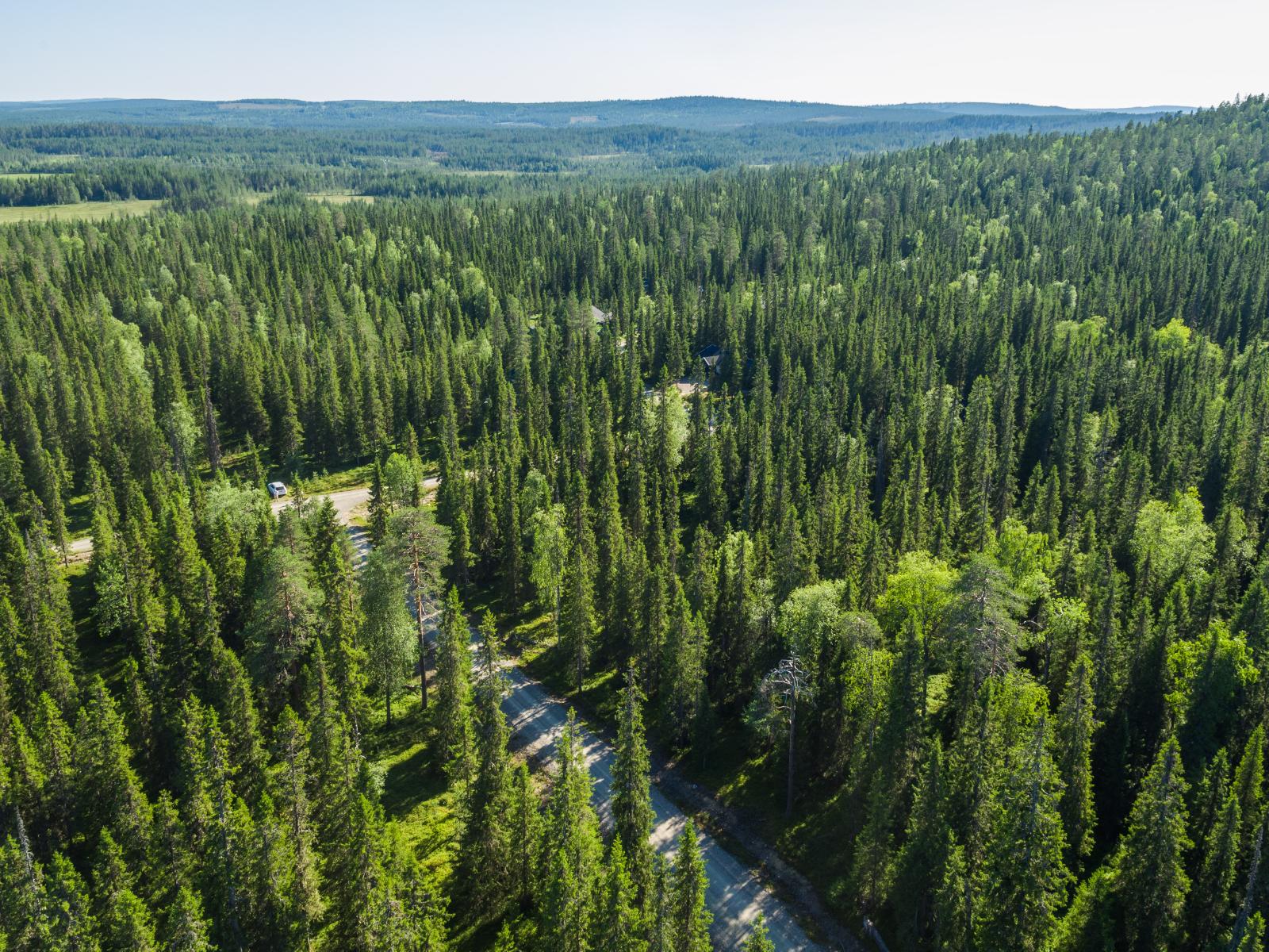 Mökkitie kulkee kuusivaltaisessa metsässä loivasti kumpuilevassa maastossa. Ilmakuva.