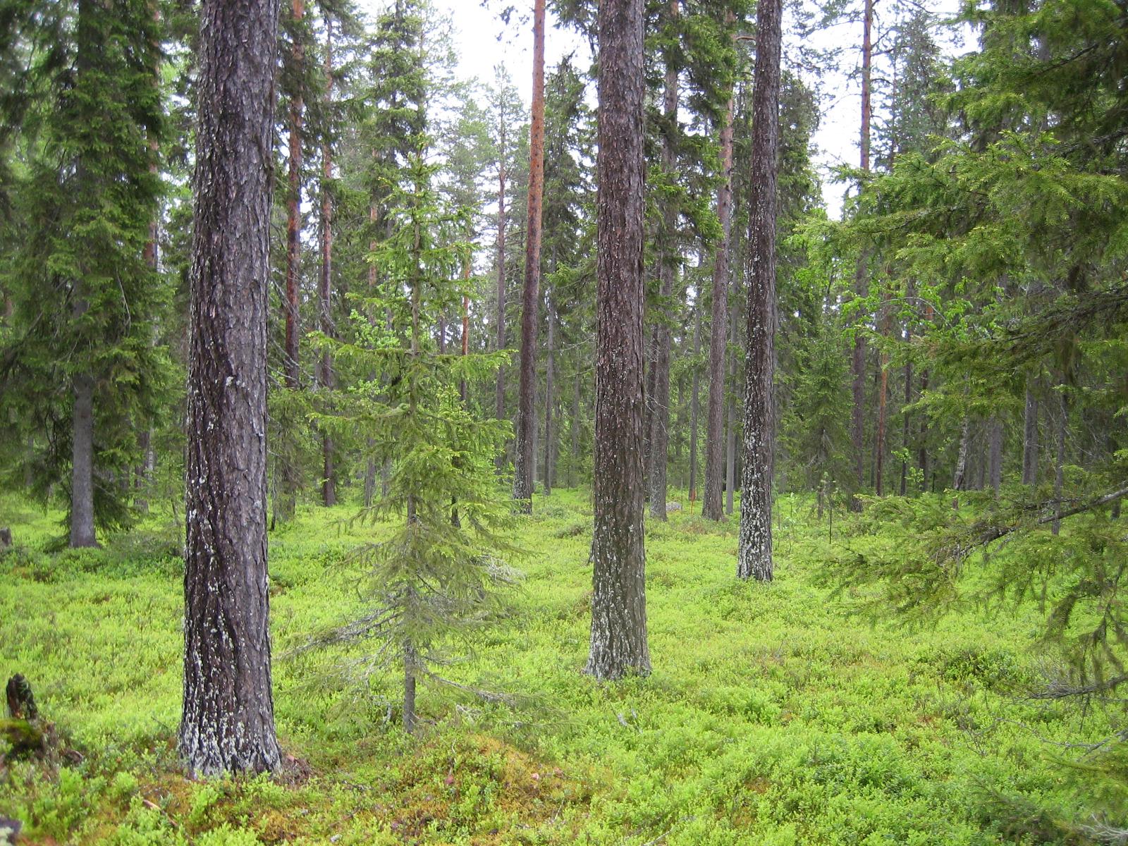 Kesäisessä sekametsässä kasvaa koivuja, kuusia ja mäntyjä.