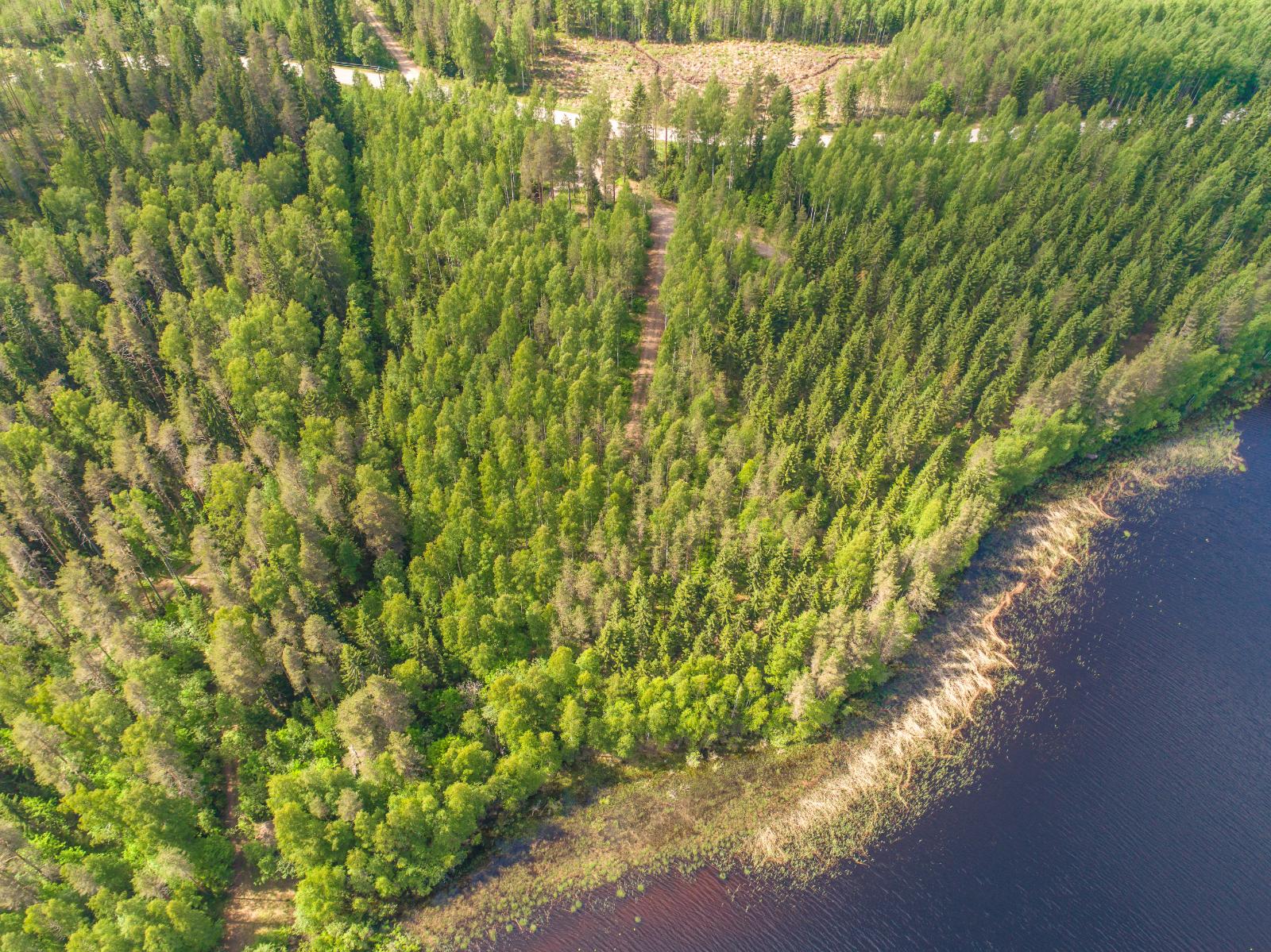 Järven rannasta alkaa kesäinen sekametsä. Taustalla kulkee tie. Ilmakuva.