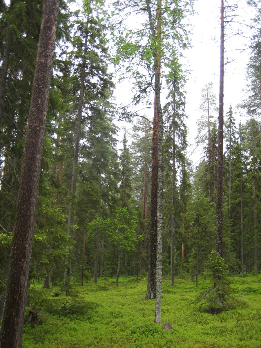 Kesäisessä sekametsässä kasvaa koivuja, kuusia ja mäntyjä.