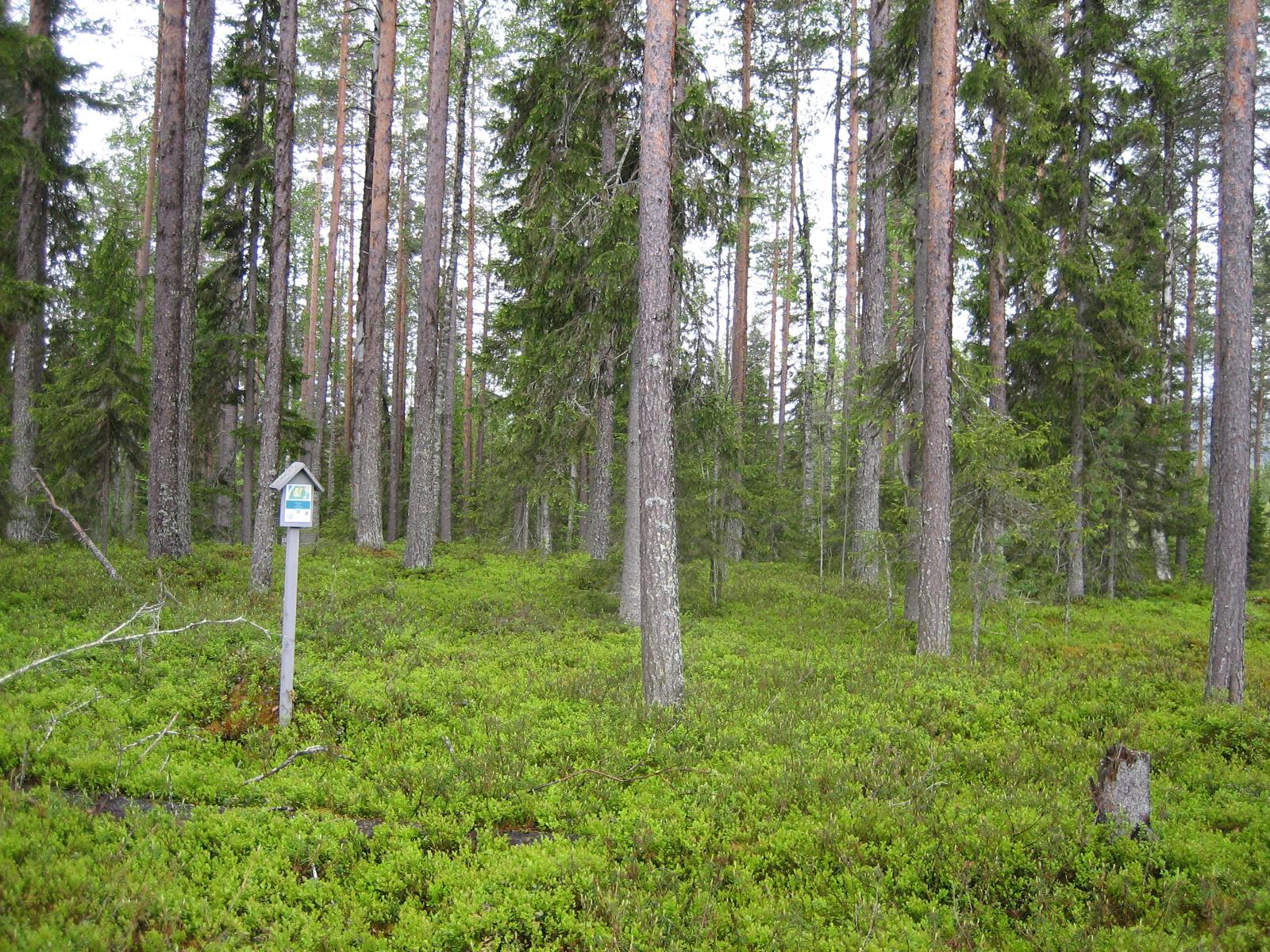 Kesäisessä sekametsässä kasvaa koivuja, kuusia ja mäntyjä. Etualalla on tonttikyltti.