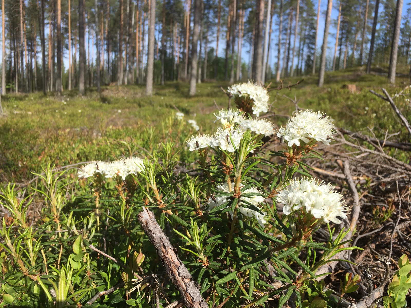 Kukkivien suopursujen taustalla on avara mäntykangas.