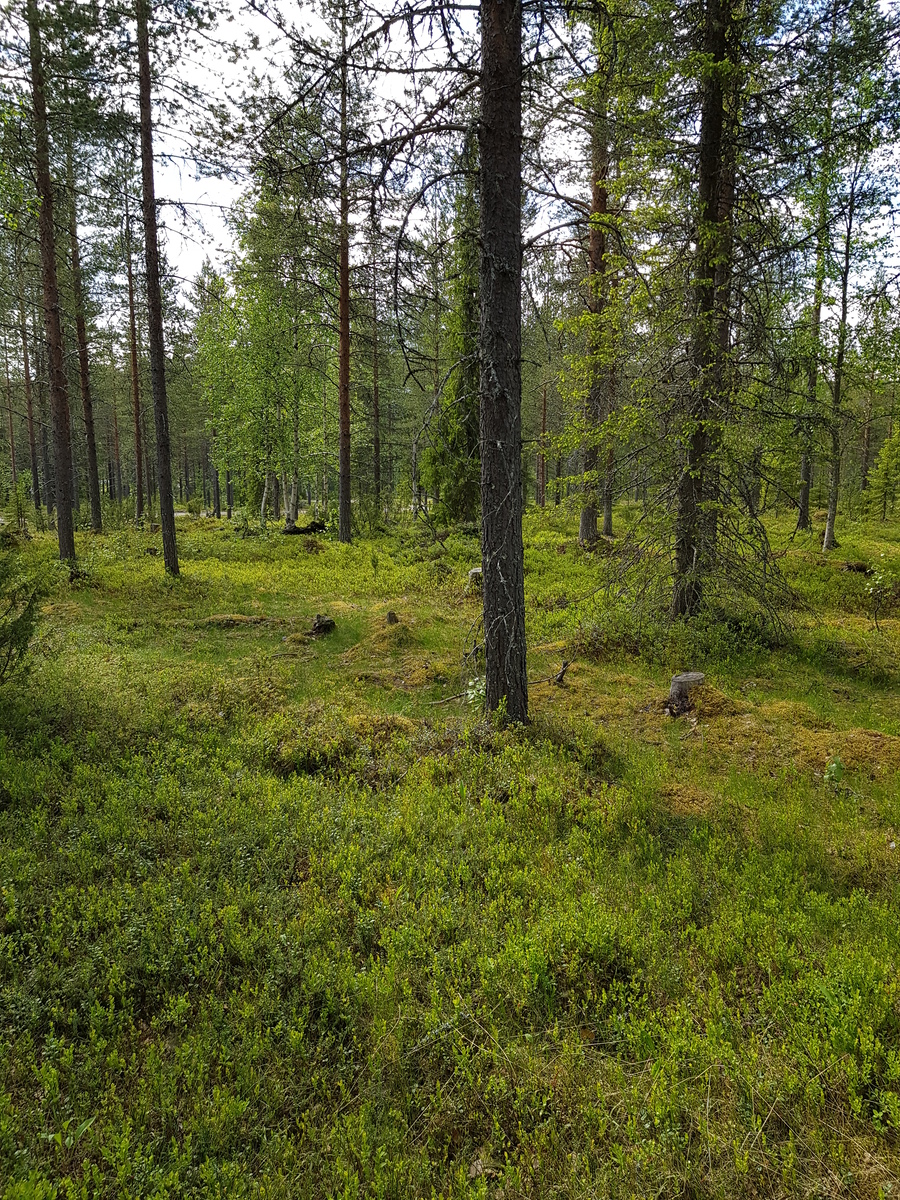 Kesäisen sekametsän kenttäkerroksessa kasvaa puolukan- ja mustikanvarpuja. Taka-alalla kulkee tie.