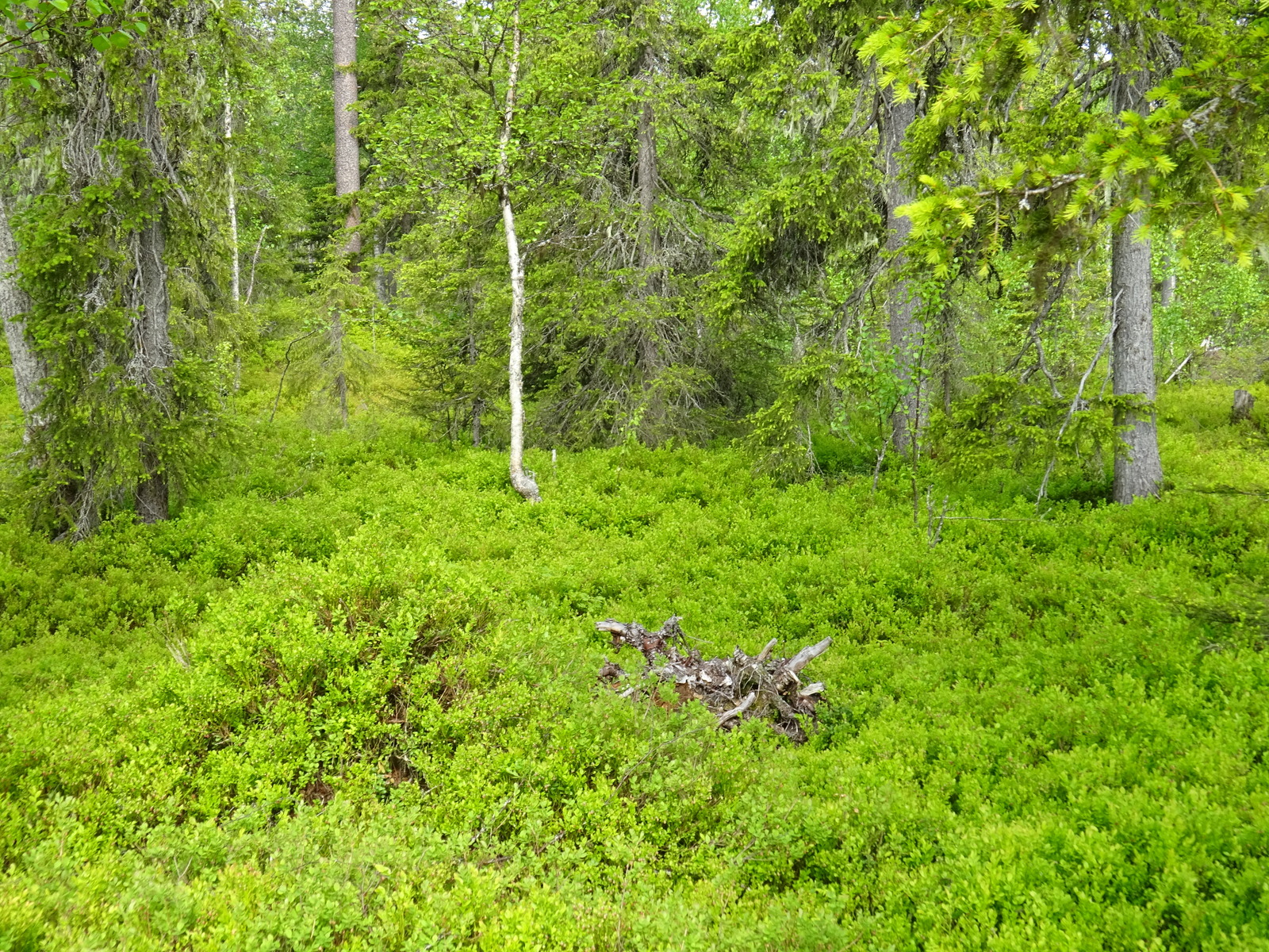 Runsaskasvuisessa metsässä kasvaa kuusia ja koivuja sekä aluskasvillisuutena mustikanvarpuja.