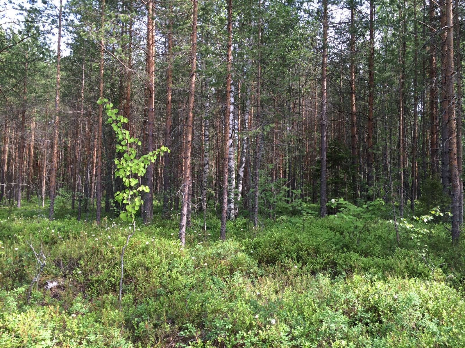 Tiheässä metsässä kasvaa mäntyjä, kuusia, pihlajia ja koivuja. Suopursut kukkivat.