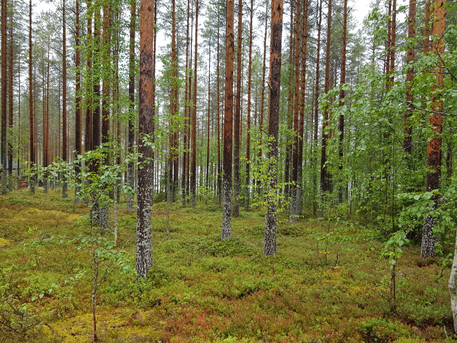 Mäntyvaltaisessa metsässä kasvaa myös kuusia ja nuoria lehtipuita.