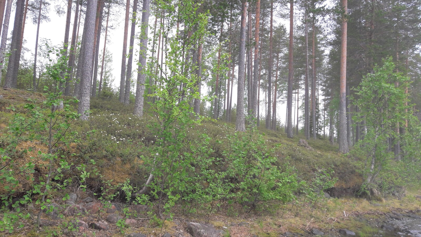 Rantatörmällä kasvaa lehtipuita ja niiden takana mäntymetsä. Suopursut kukkivat.