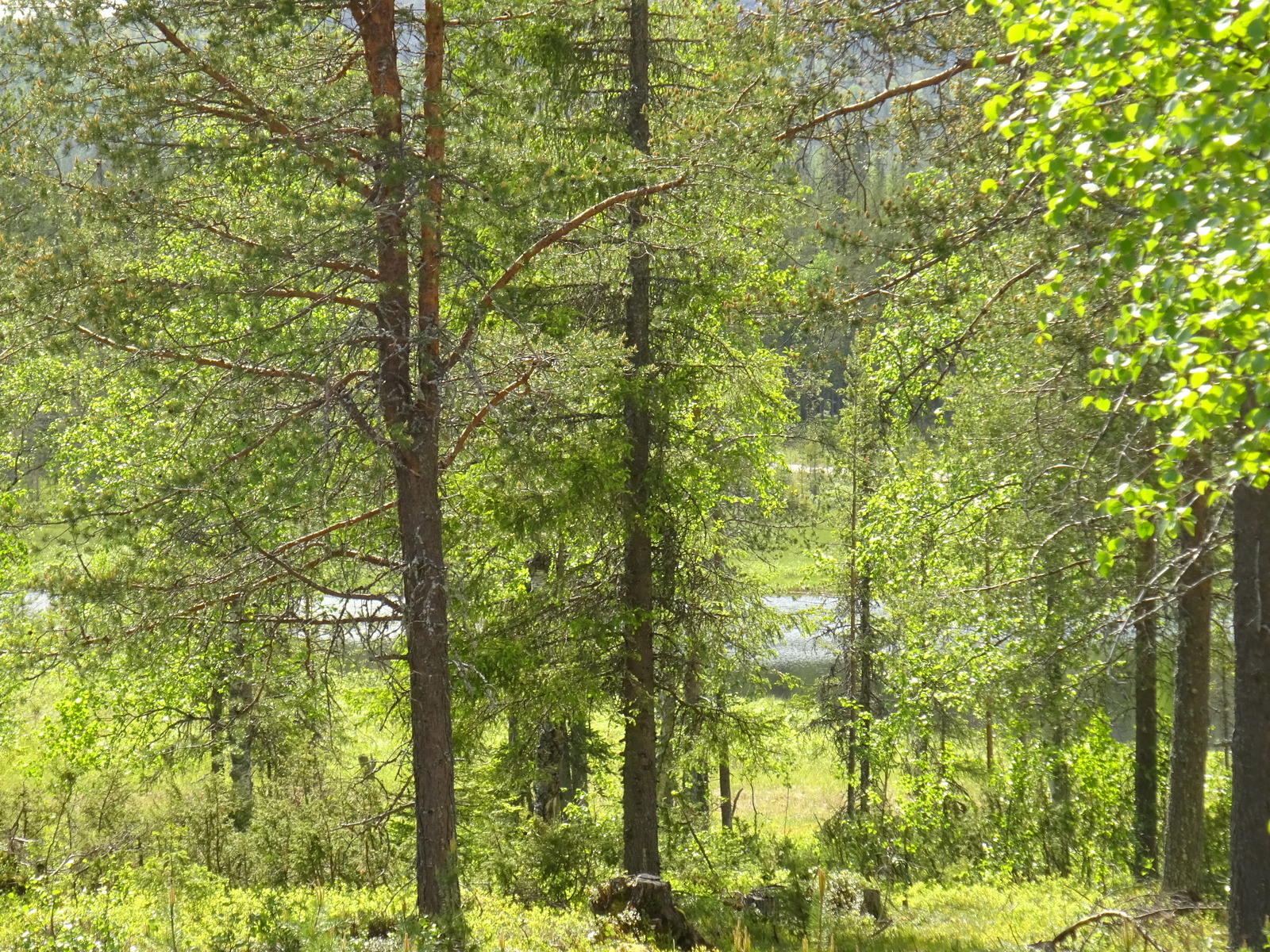 Kesäisessä maisemassa koivujen ja havupuiden takana pilkottaa vesistö ja tunturin rinne.