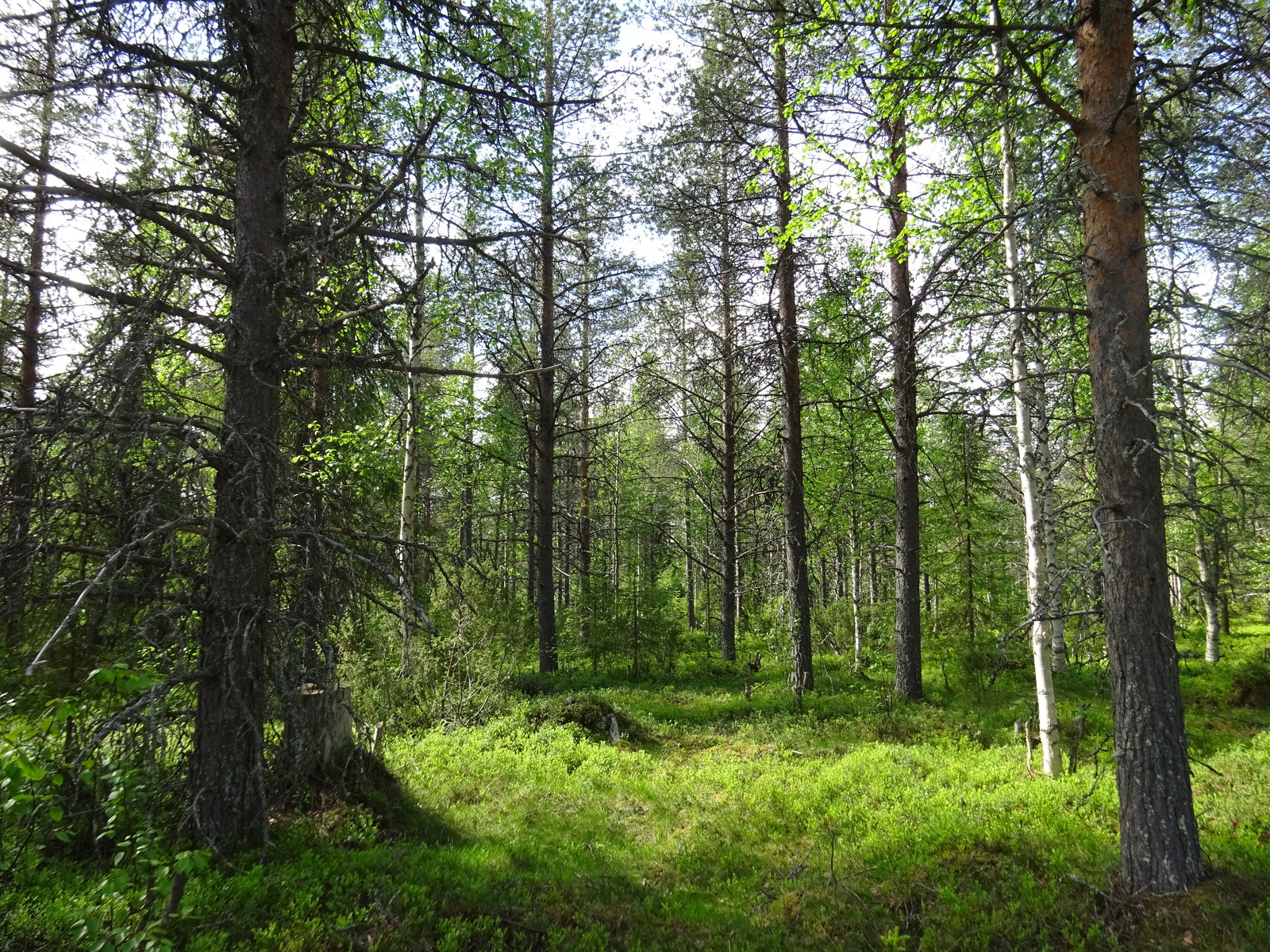 Aurinko paistaa havupuuvaltaiseen sekametsään. Koivuissa on tuoreet lehdet.