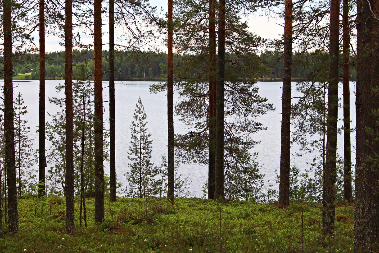 Väljästi kasvavien mäntyjen takana avautuu järvimaisema.