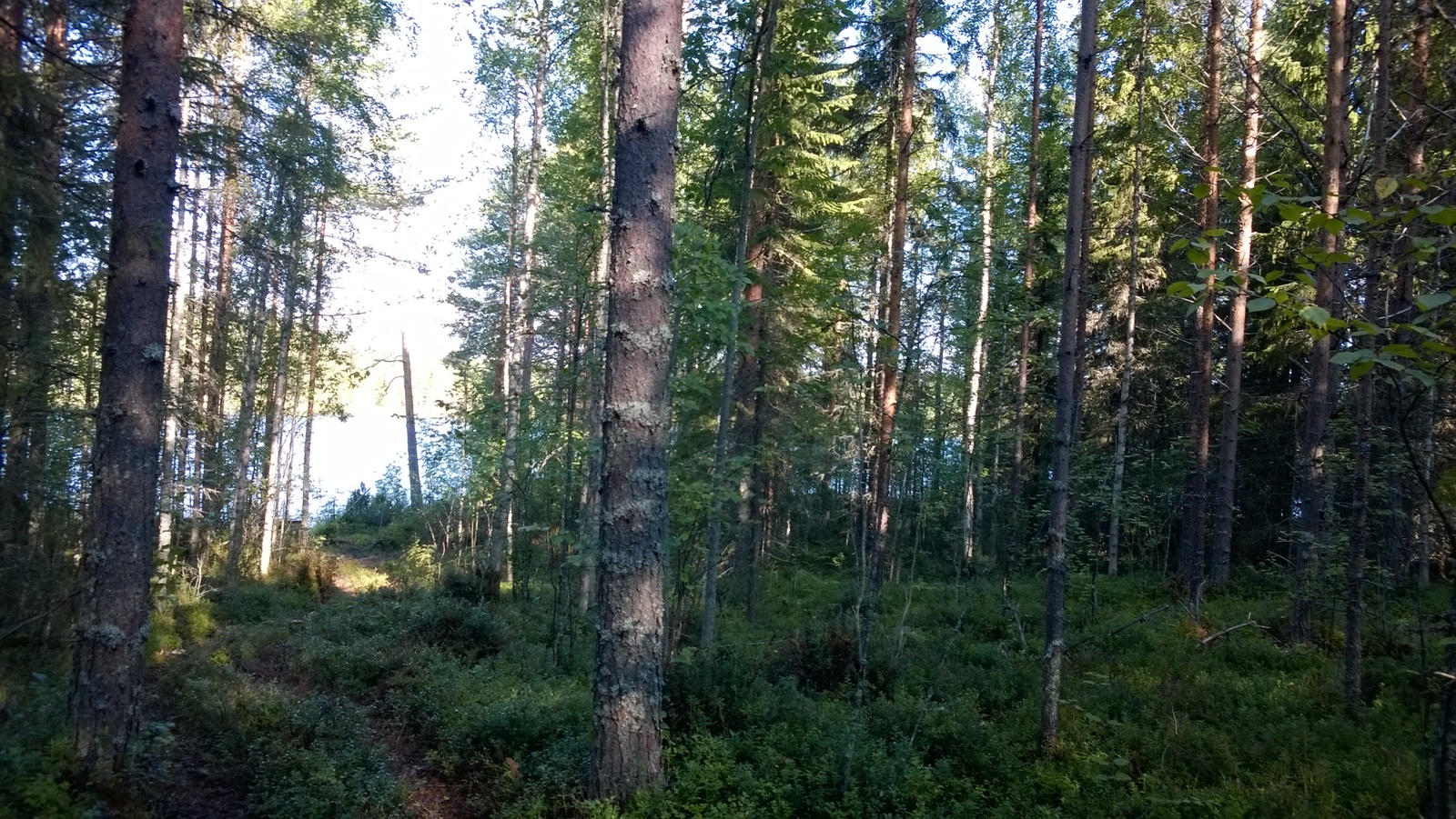 Tiheäkasvuisen sekametsän takana häämöttää järvi.