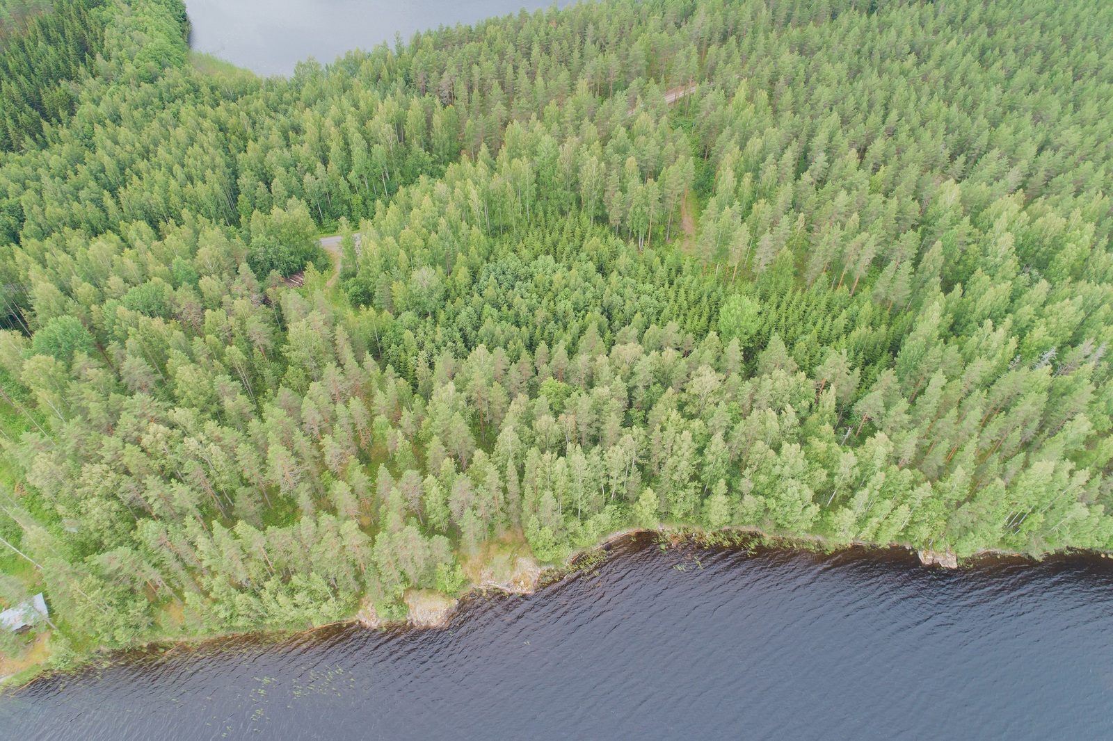 Kesäinen sekametsä alkaa järven rannasta. Metsässä kulkee tie. Ilmakuva.